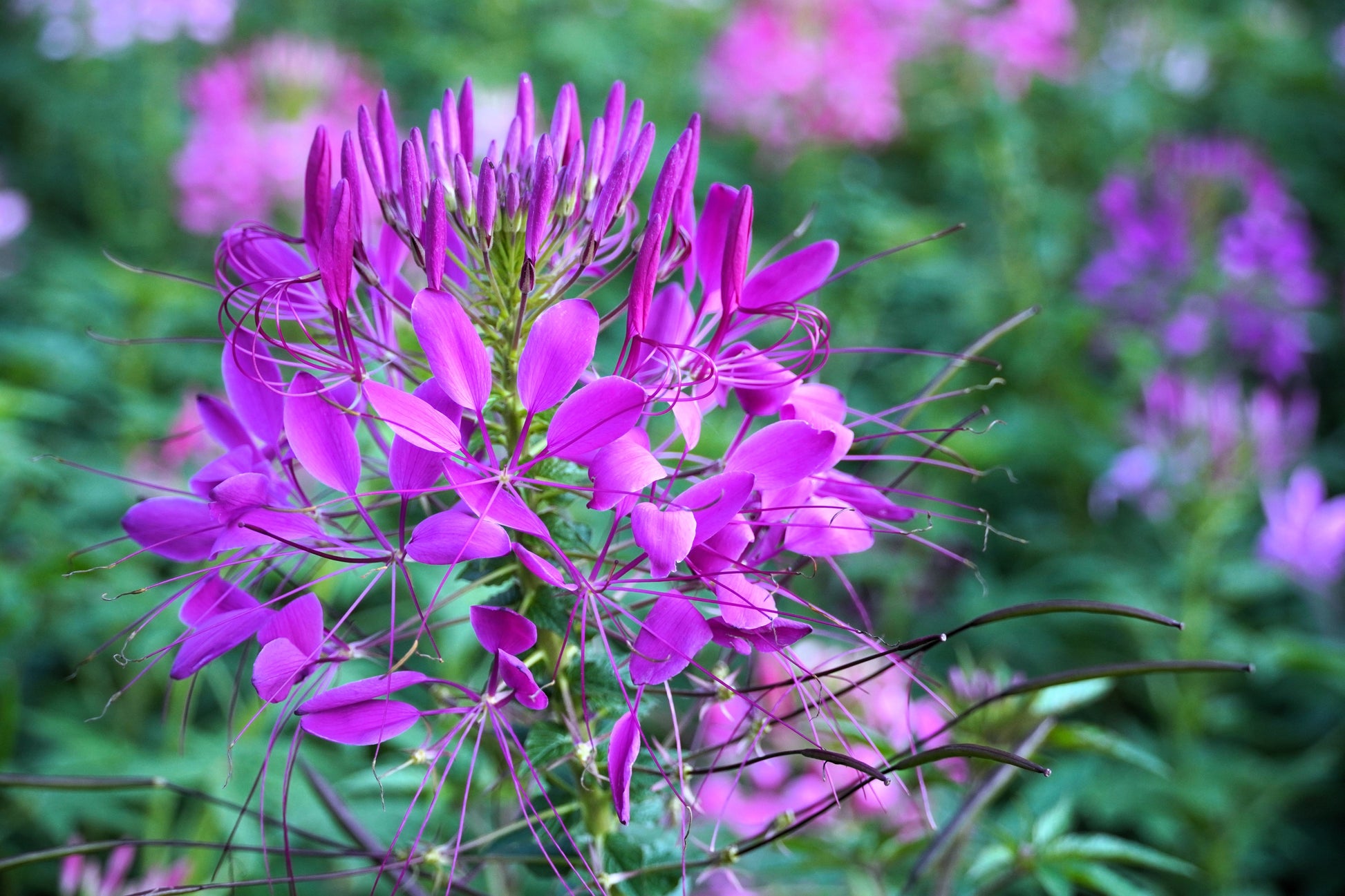 violet queen spider plant 100 VIOLET QUEEN CLEOME Hassleriana Cleome Spinosa Purple Spider Flower Seeds