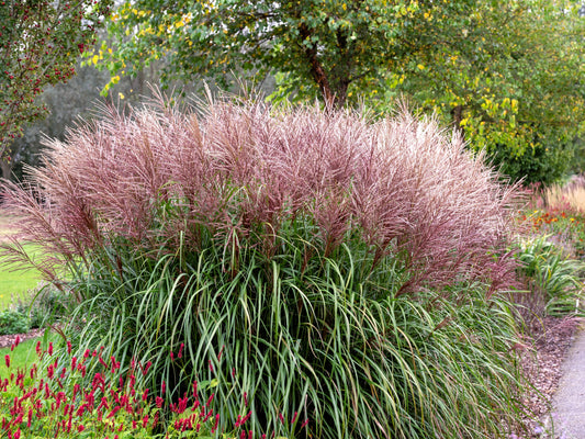 10 RED MAIDEN GRASS Miscanthus Sinensis Plumes Ornamental Flower Seeds
