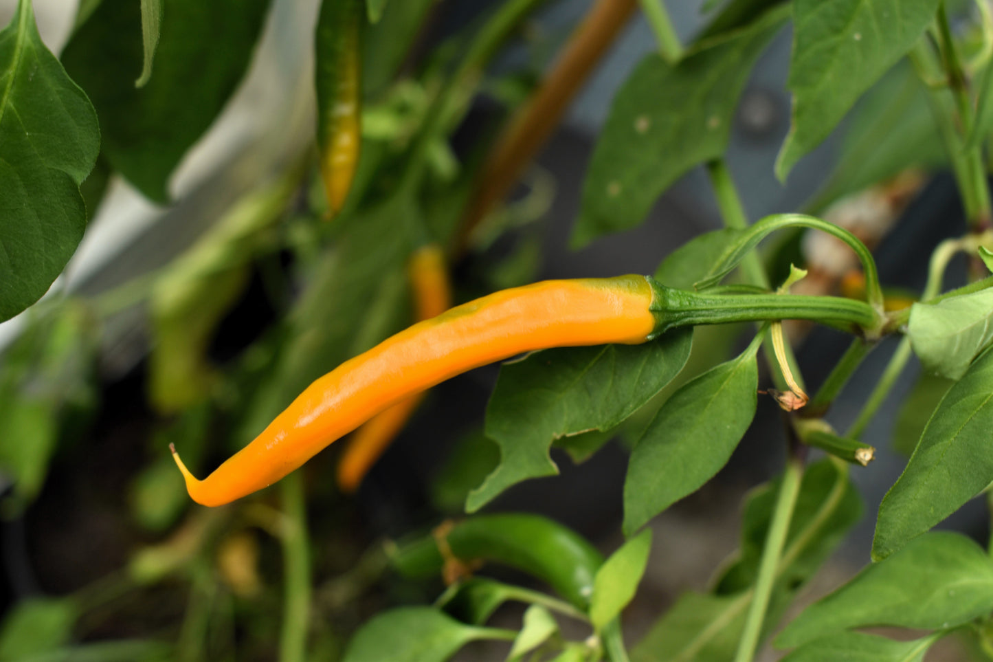 100 MIXED CAYENNE PEPPER Yellow Purple Orange Red Green Capsicum Vegetable Seeds