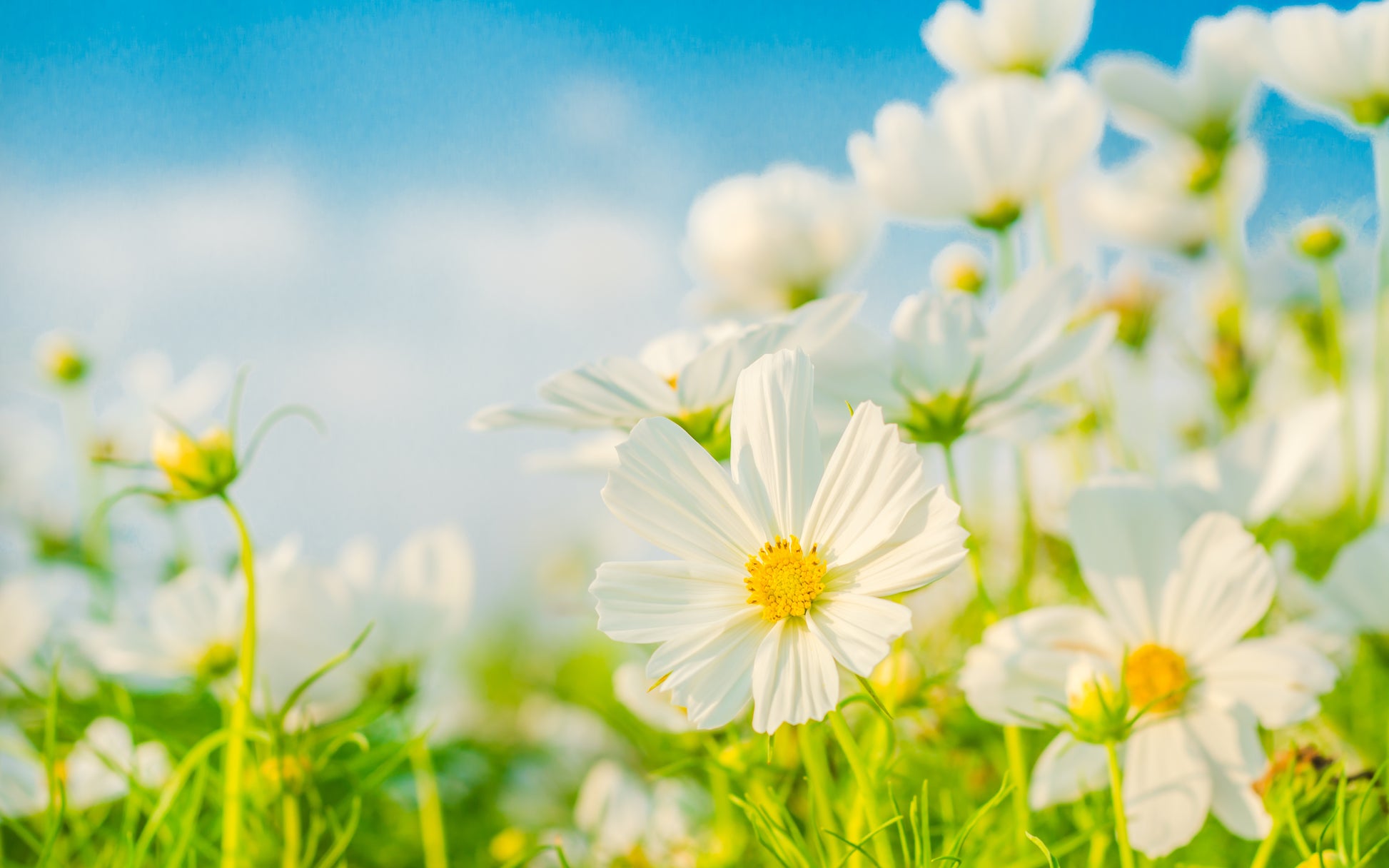 blue cosmos flower seeds 350 PURITY WHITE COSMOS Cosmos Bipinnatus Flower Seeds