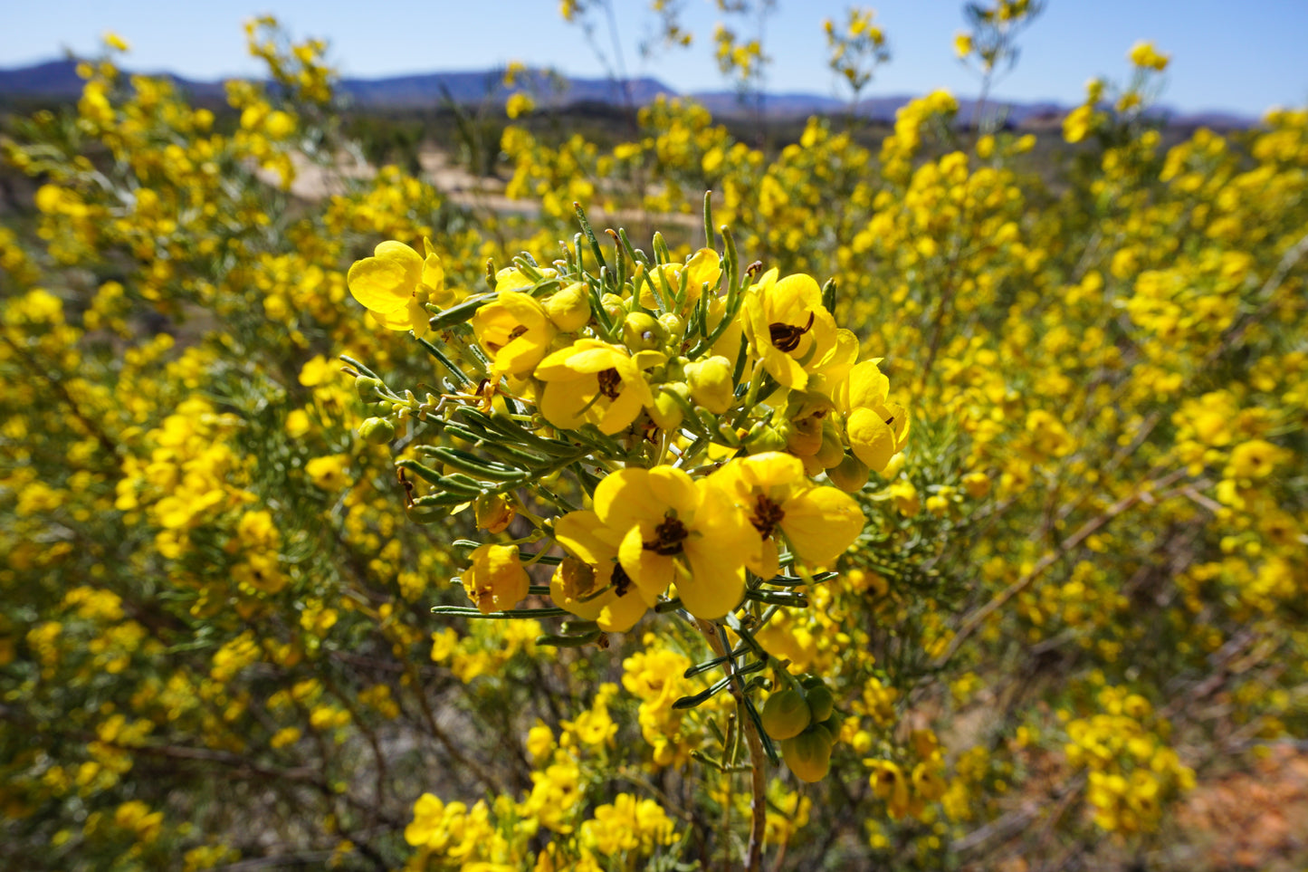 50 Yellow FEATHERY CASSIA Green Senna Artemisioides Seeds