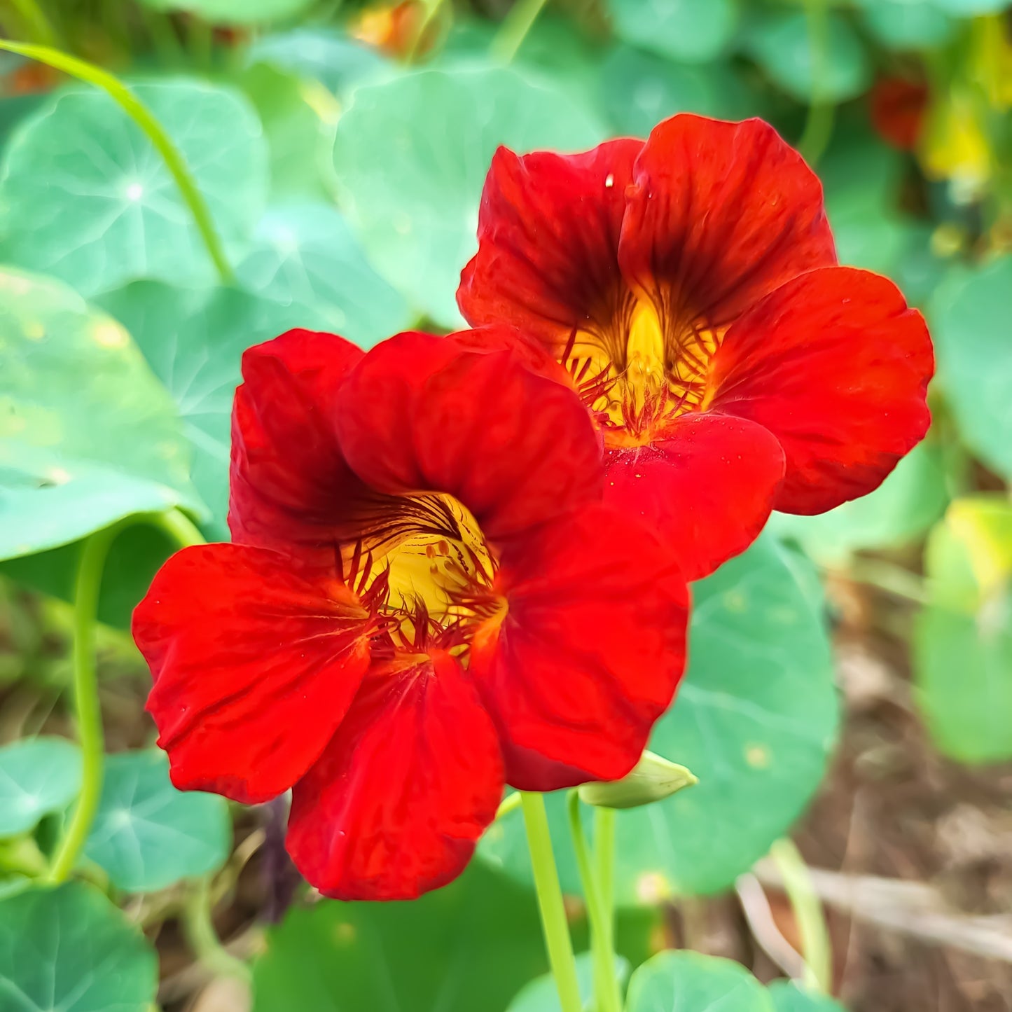 50 Mixed Colors DWARF JEWEL NASTURTIUM Tropaeolum Minus Flower Seeds