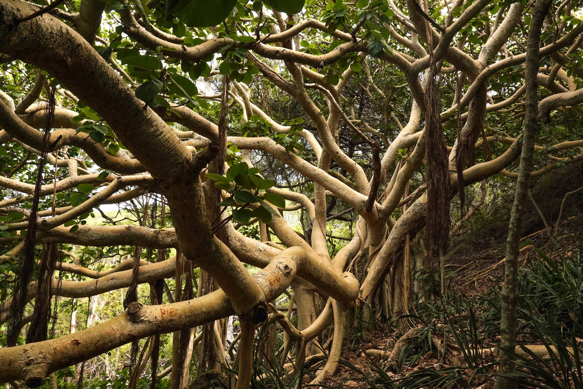 indian banyan indoor plant 50 BANYAN / BANYAN FIG TREE East Indian Ficus Benghalensis Aerial Root – Seedville USA