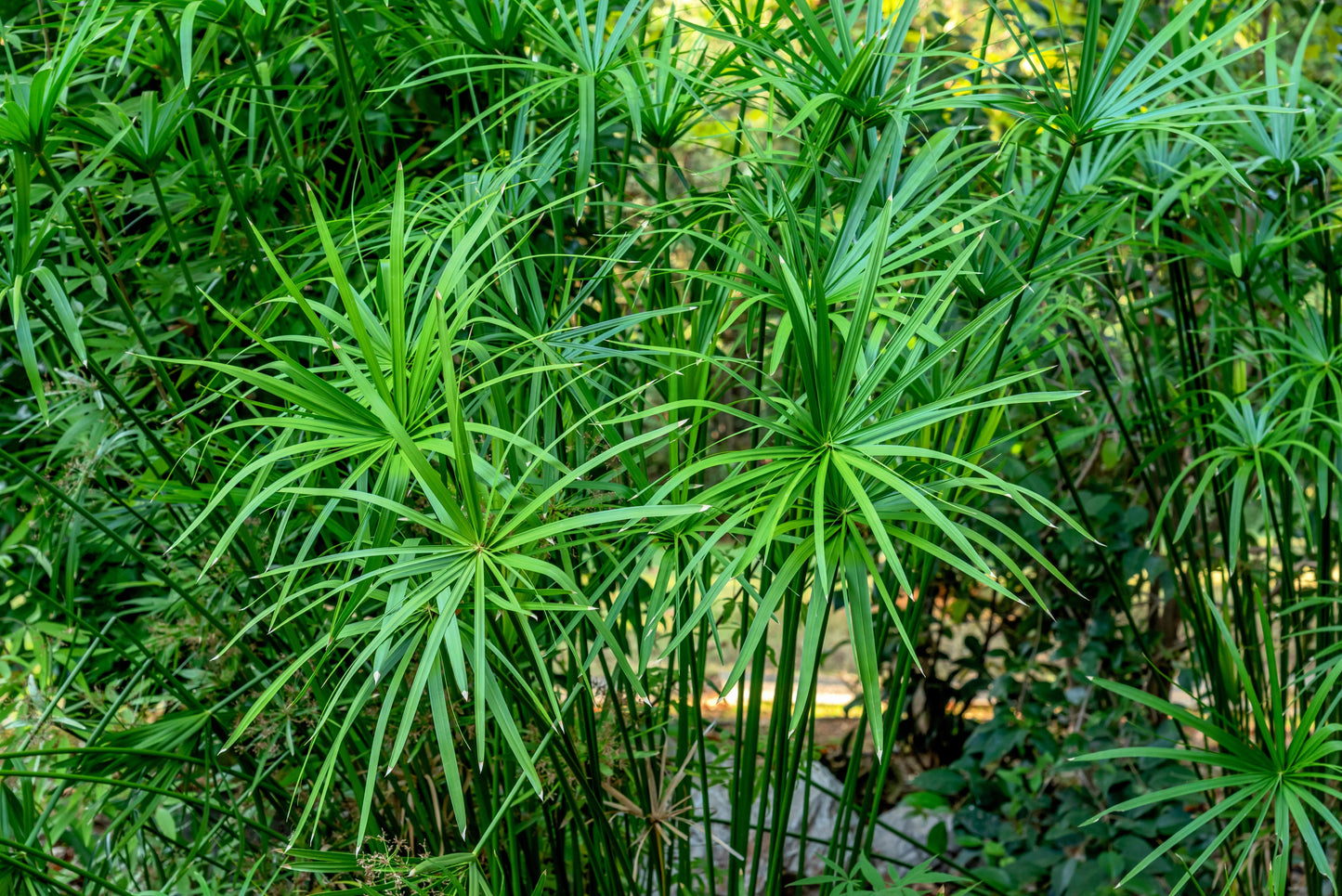 50 UMBRELLA PLANT CYPERUS Alternifolius Papyrus Grass Umbrella Palm Flower Seeds