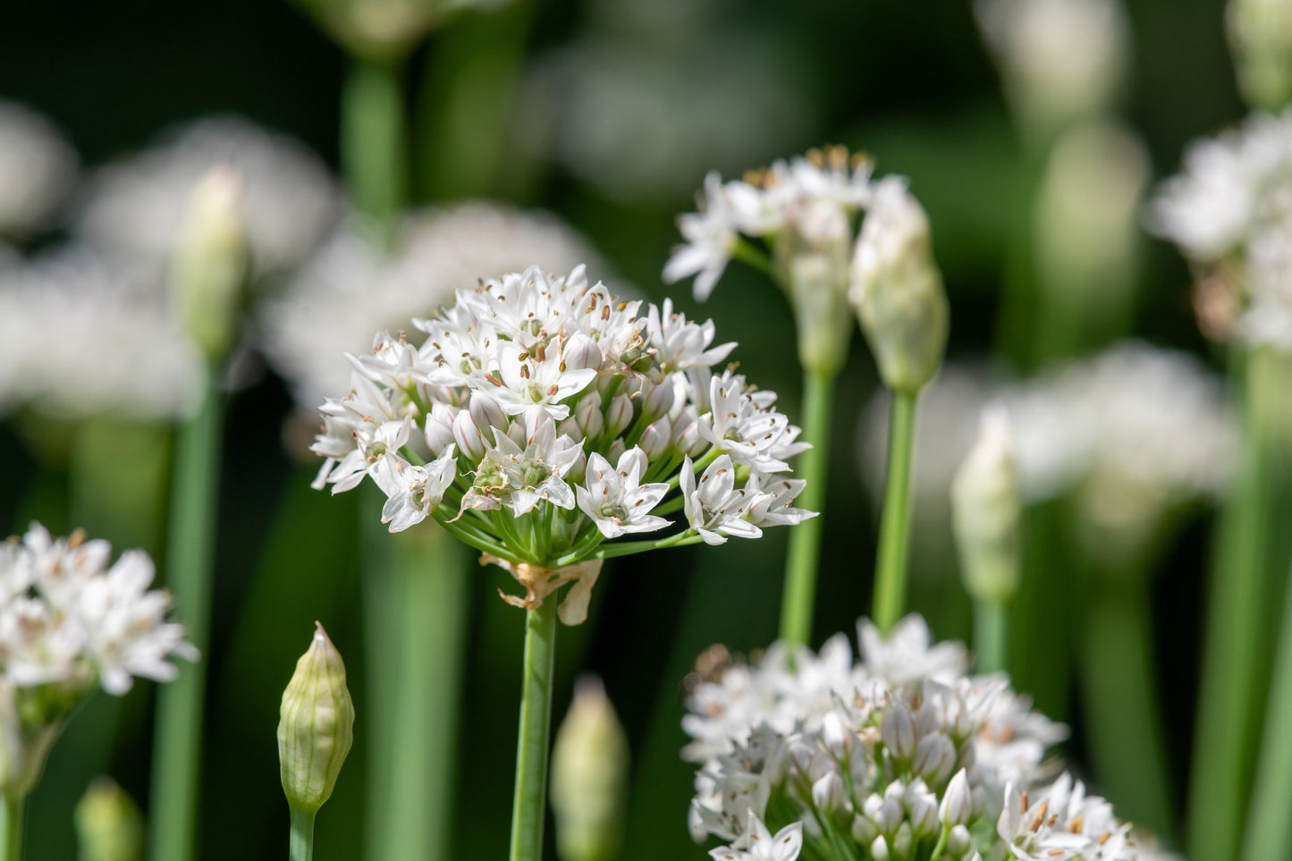 500 CHINESE LEEK (Oriental Garlic / Garlic Chives / Chinese Chives / Flat Chives) Allium Tuberosum Vegetable Seeds