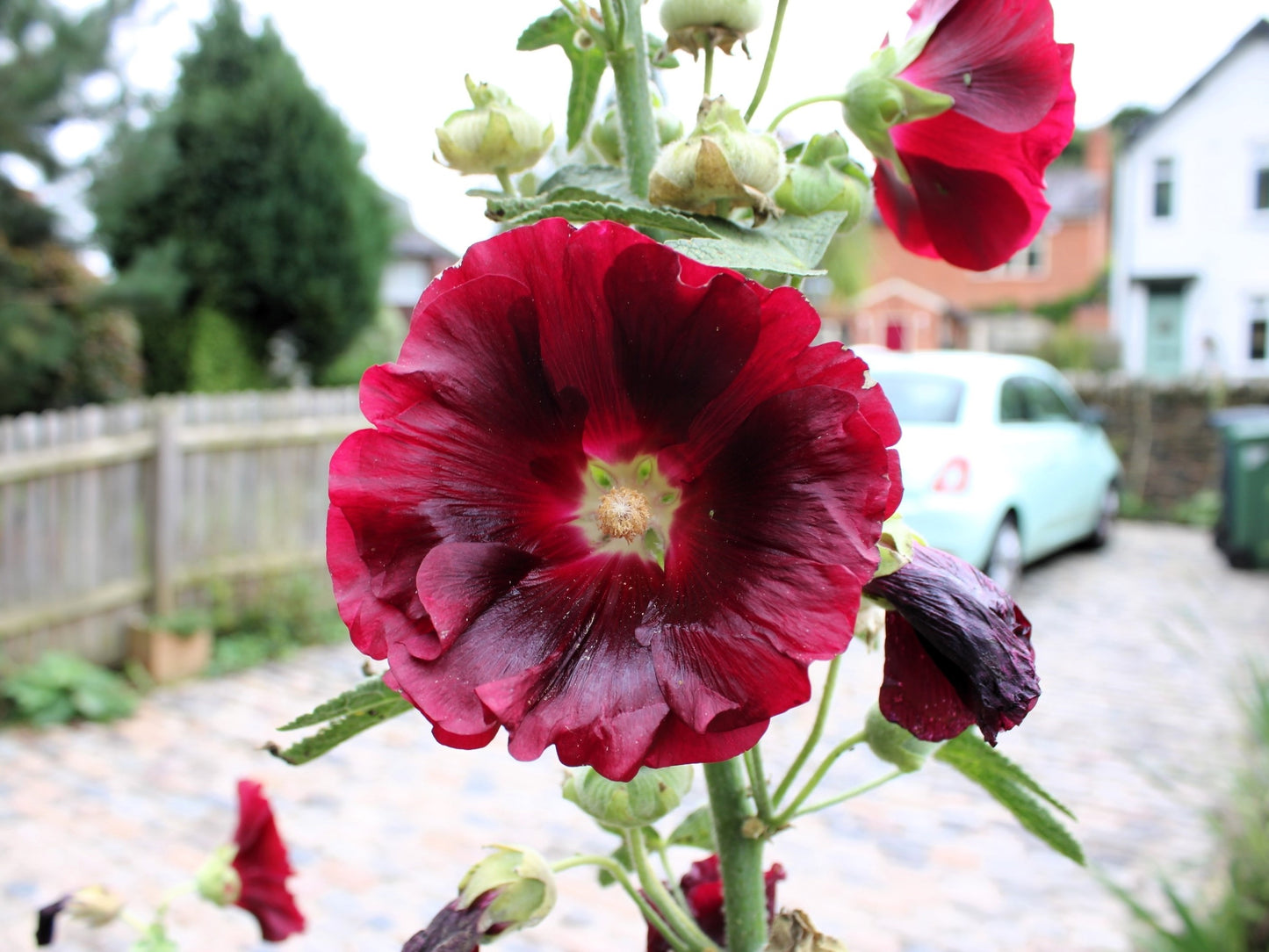 25 MAROON RED HOLLYHOCK Alcea Rosea Flower Seeds Perennial