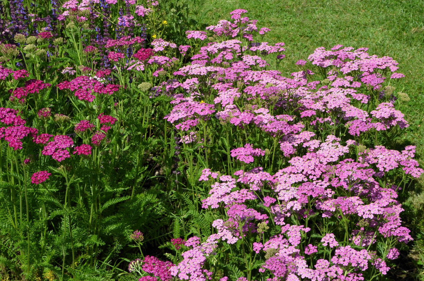 250 PINK Cerise QUEEN YARROW Achillea Millefolium Flower Seeds