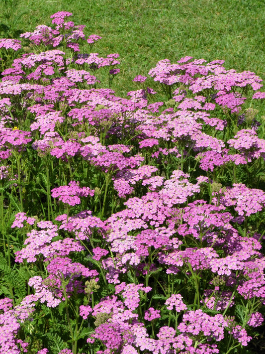 250 PINK Cerise QUEEN YARROW Achillea Millefolium Flower Seeds