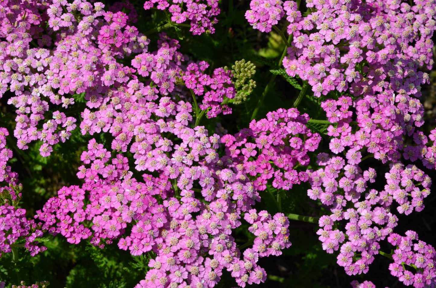 250 PINK Cerise QUEEN YARROW Achillea Millefolium Flower Seeds