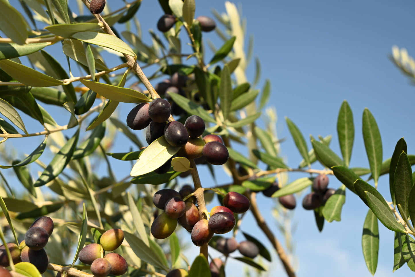 10 CANINO OLIVE TREE Olea Europaea Canino Edible European Common Green Black Fruit Seed