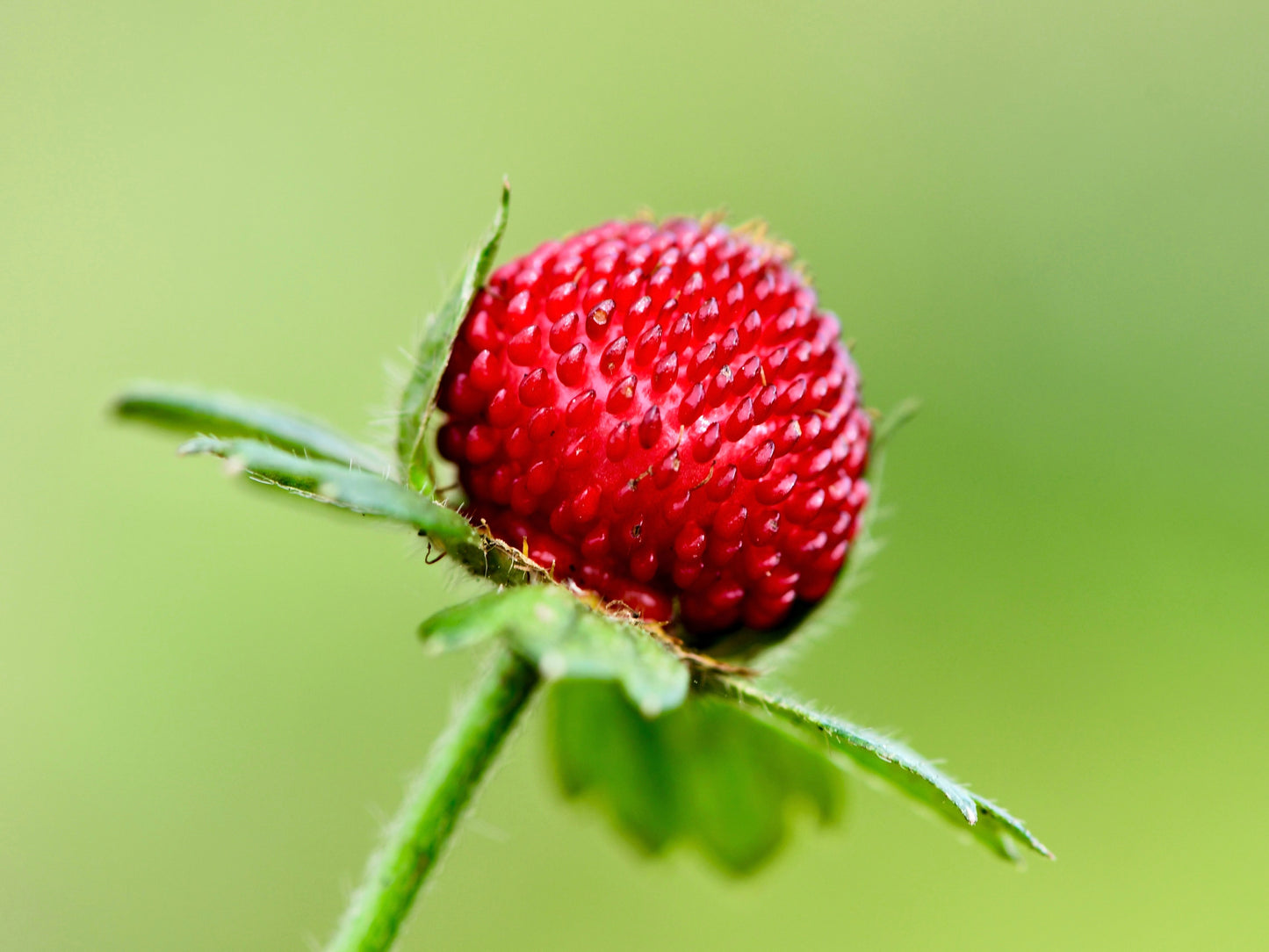 50 Edible Red MOCK STRAWBERRY Potentilla Indica Duchesnea Fruit Berry Seeds