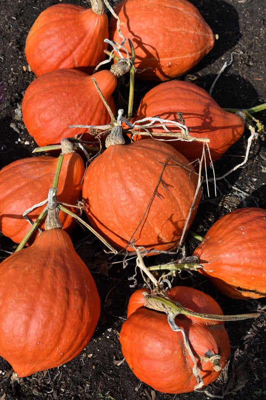 30 GOLDEN HUBBARD SQUASH Genesee Red Buttercup Cucurbita Pepo Vegetable Seeds