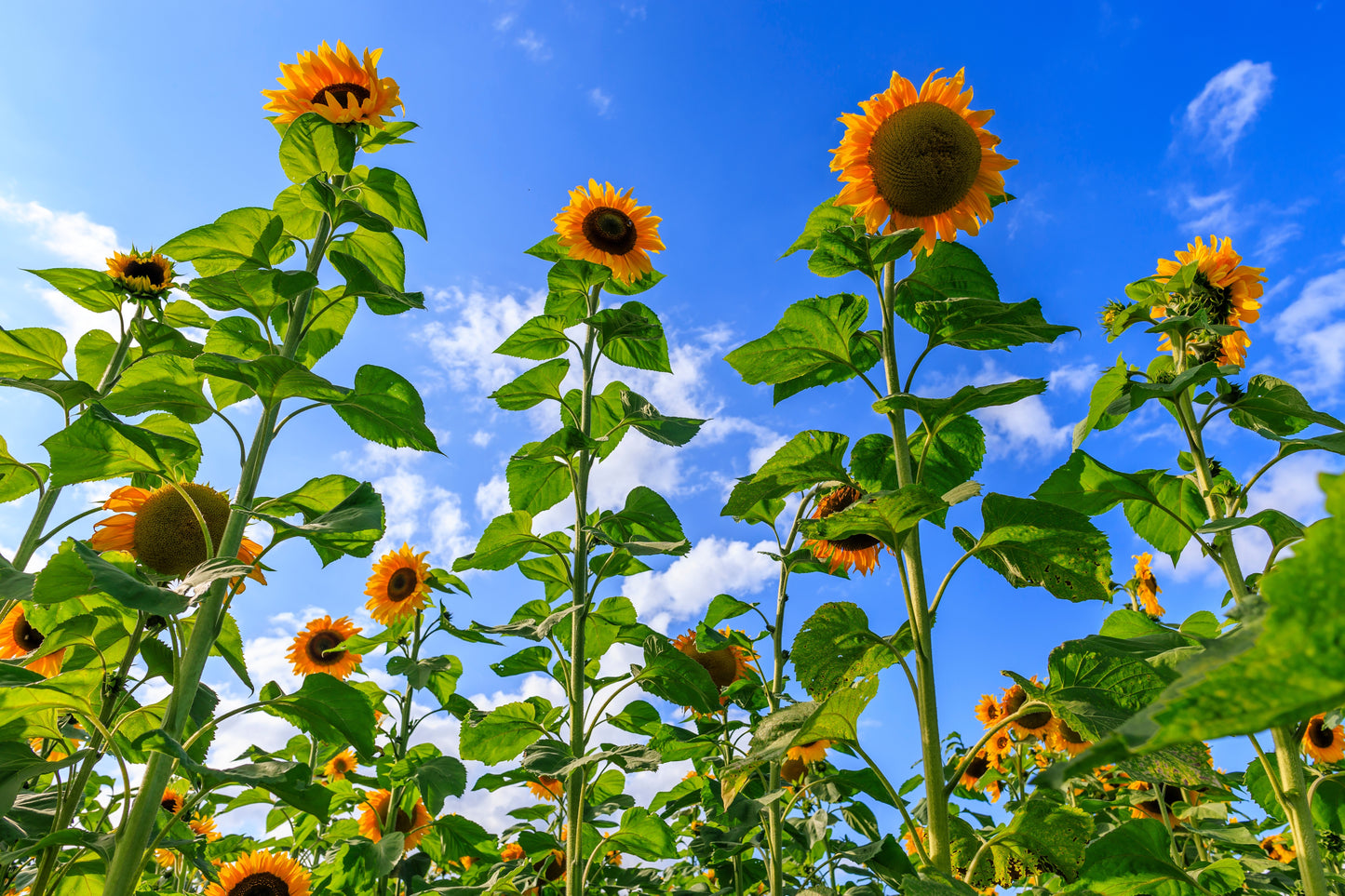 50 SKYSCRAPER SUNFLOWER Helianthus Annuus Flower Seeds