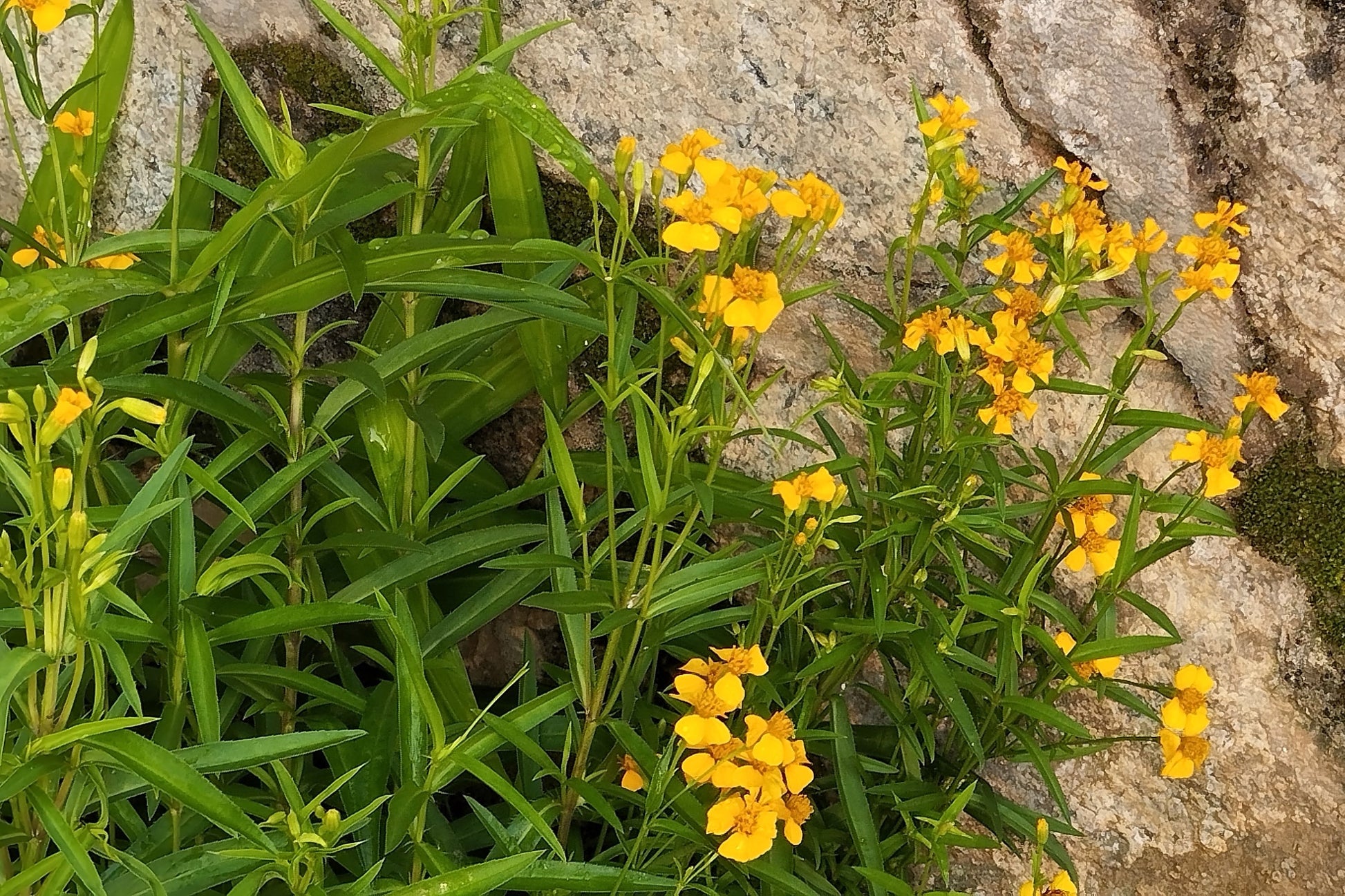 mexican marigold seed 300 MEXICAN Mint MARIGOLD Spanish Tarragon Tagetes Lucida Flower Herb – Seedville USA