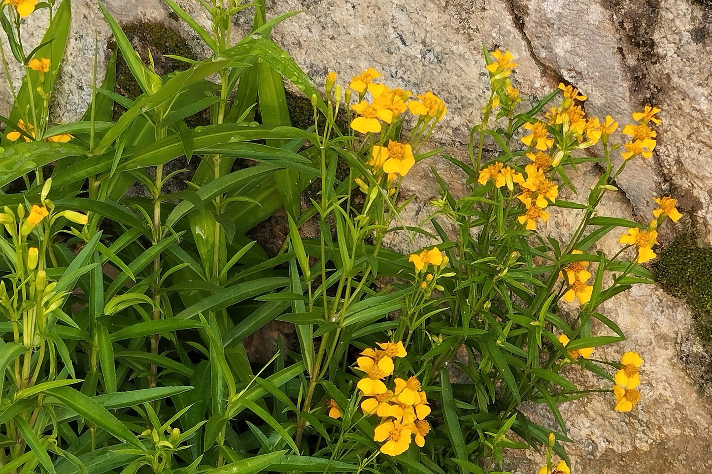 300 MEXICAN Mint MARIGOLD Spanish Tarragon Tagetes Lucida Flower Herb Seeds