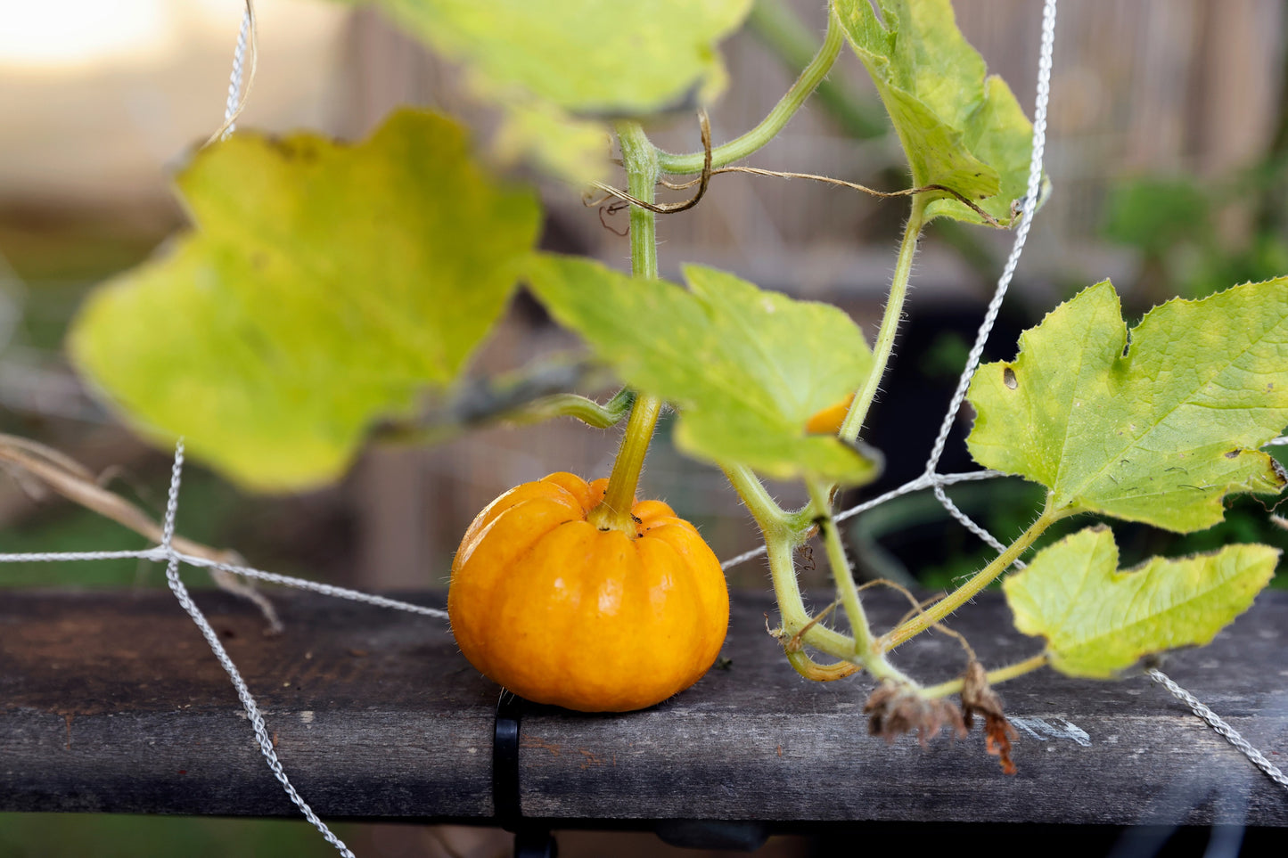 20 MINI MIX PUMPKIN Miniature Cucurbita Pepo White Green Orange Striped Vegetable Seeds