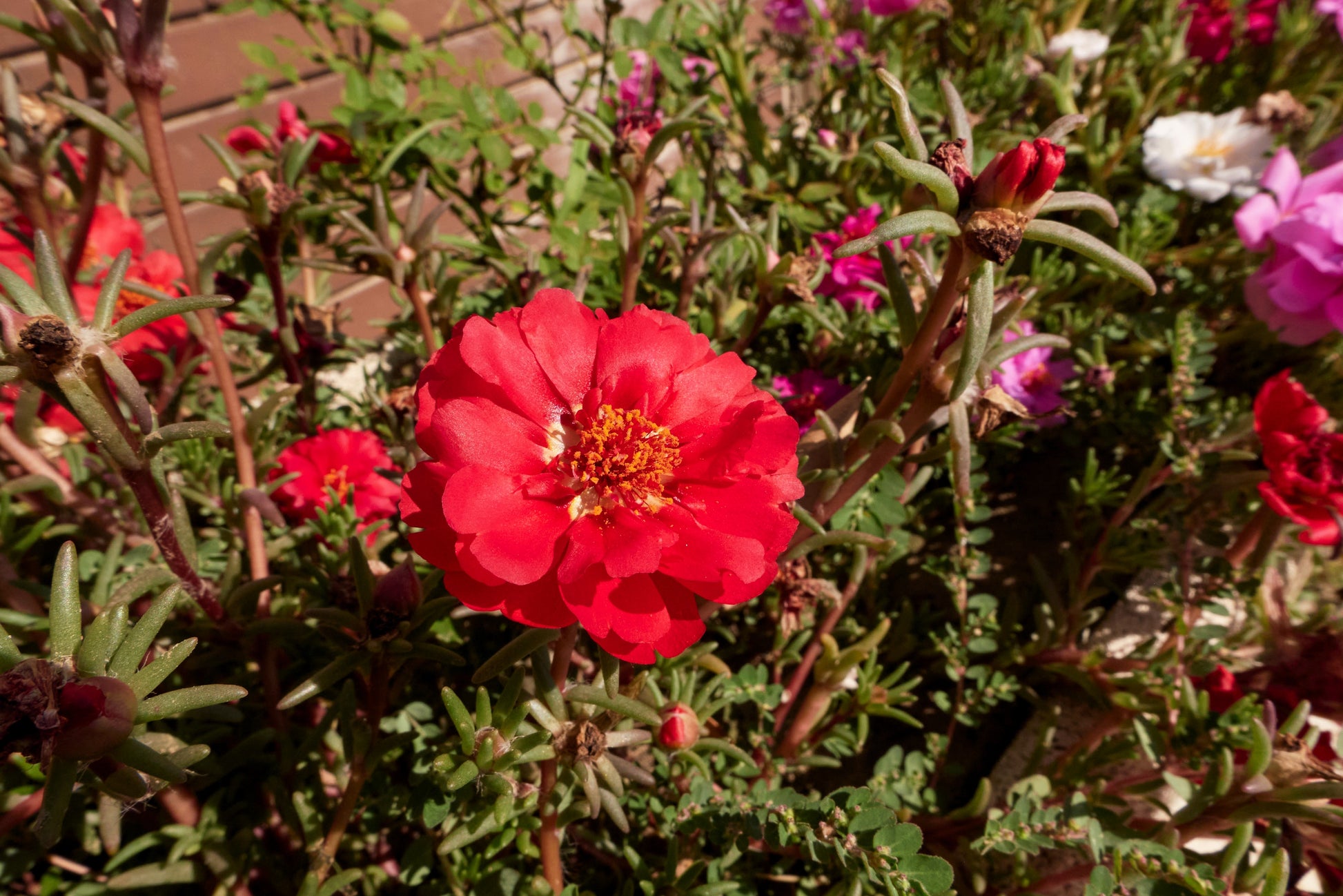 100 succulent seeds 100 Red PORTULACA Grandiflora / MOSS ROSE Succulent Flower Seeds – Seedville USA