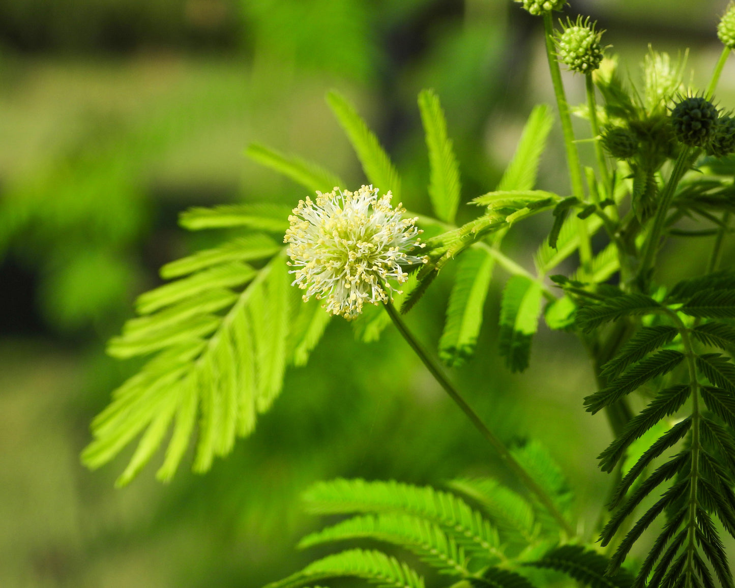 100 ILLINOIS BUNDLEFLOWER Prairie Mimosa Desmanthus Illinoensis Flower Seeds