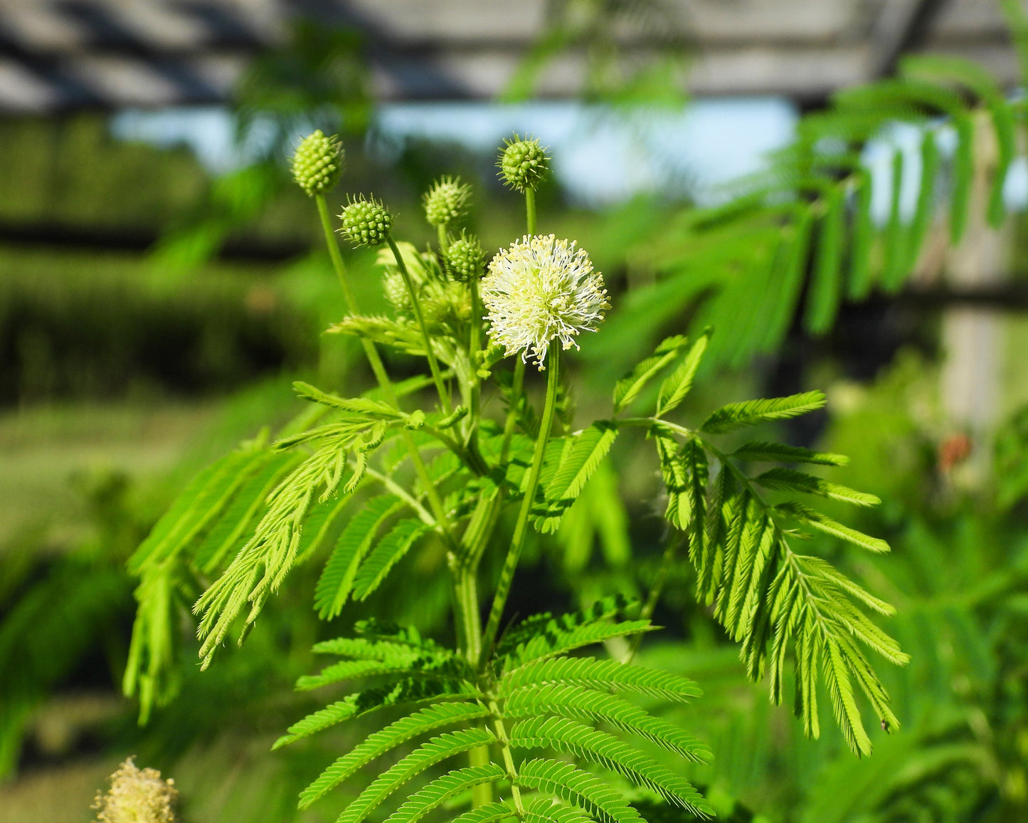 100 ILLINOIS BUNDLEFLOWER Prairie Mimosa Desmanthus Illinoensis Flower Seeds