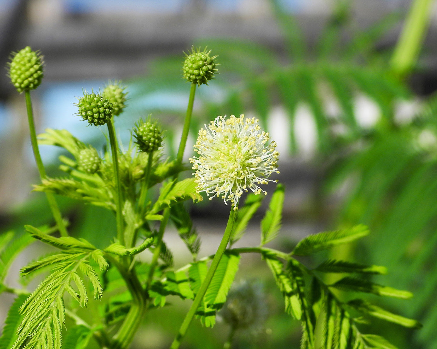 100 ILLINOIS BUNDLEFLOWER Prairie Mimosa Desmanthus Illinoensis Flower Seeds