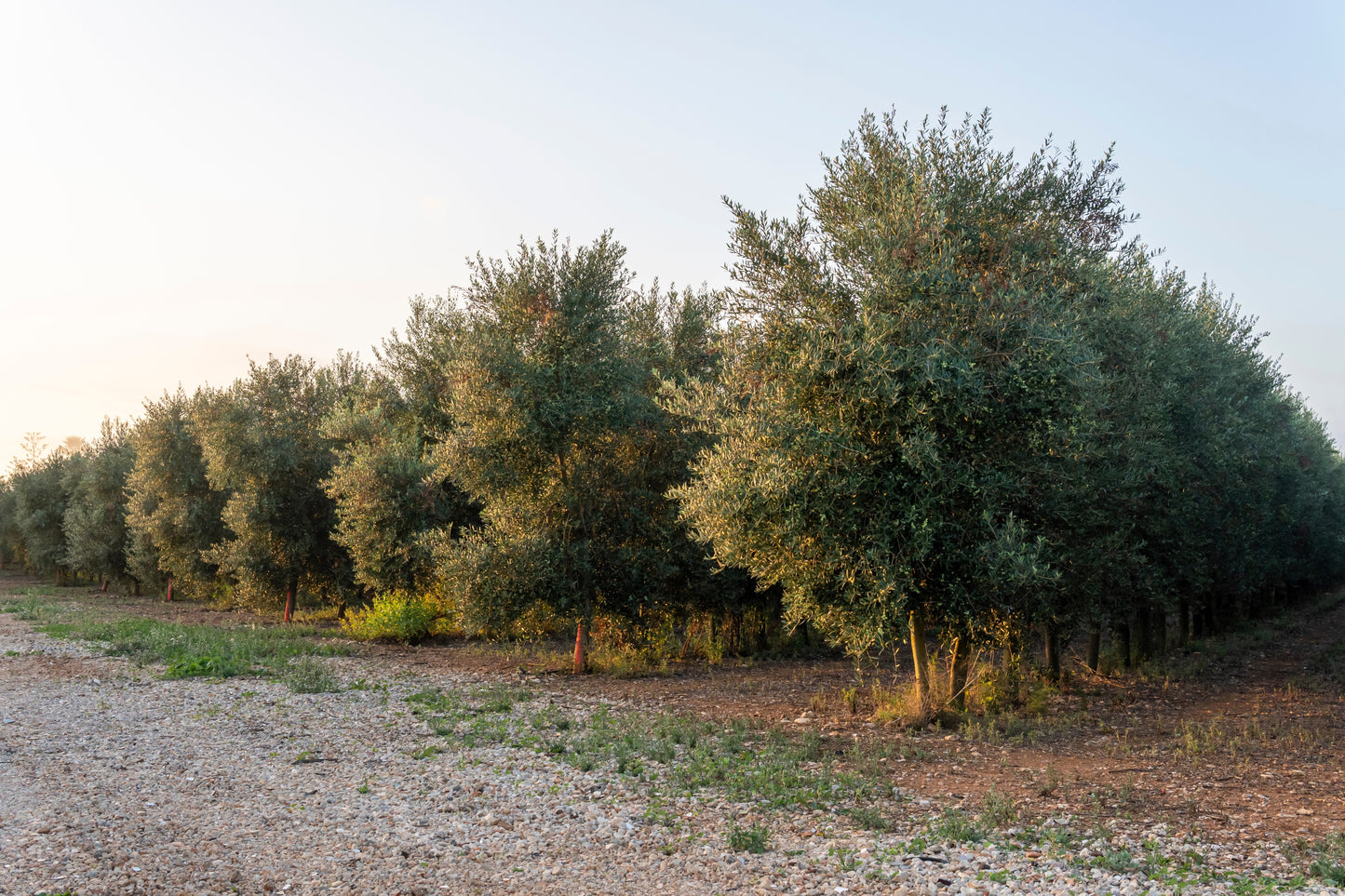 10 CANINO OLIVE TREE Olea Europaea Canino Edible European Common Green Black Fruit Seed