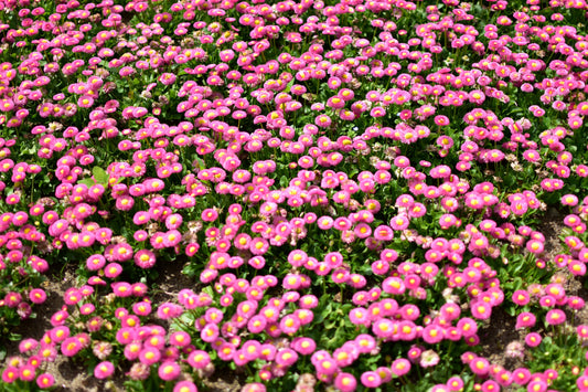 100 PINK ENGLISH DAISY Bellis Perennis Tasso Pink Double Flower Seeds