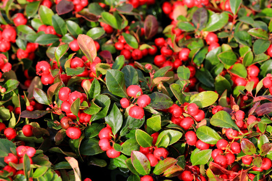 20 Creeping WINTERGREEN / TEABERRY Gaultheria Procumbens Evergreen Flower Seeds