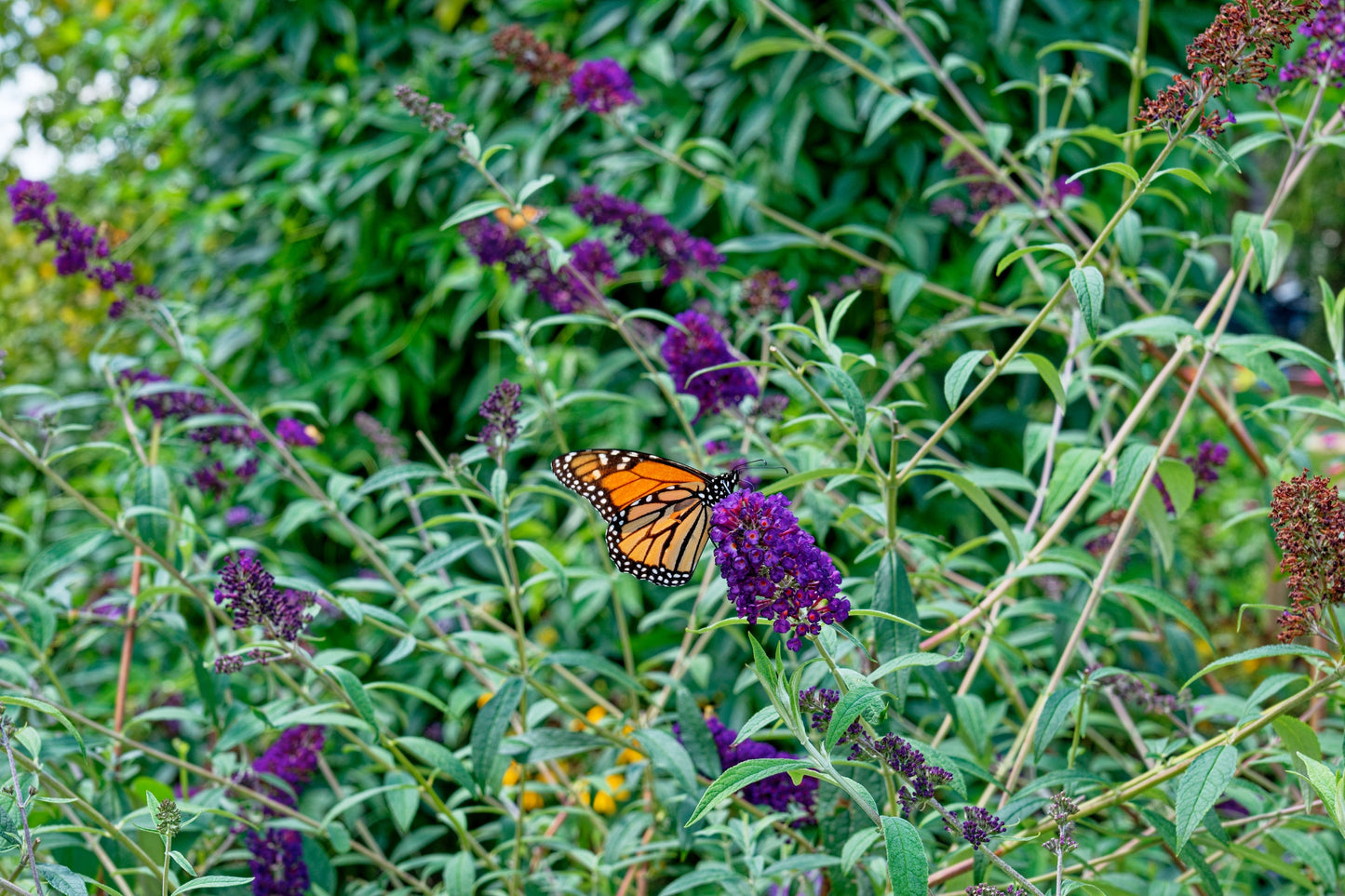 50 Dark PURPLE BUTTERFLY BUSH Buddleia Davidii Hummingbird Shrub Fragrant Flower Seeds