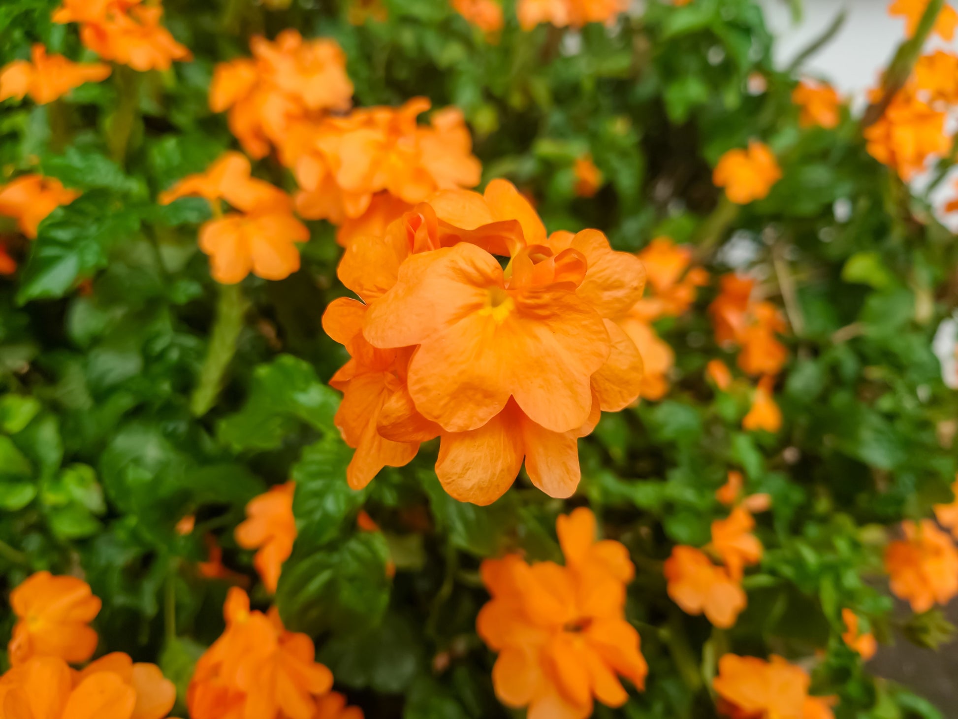 orange marmalade plant seeds 10 ORANGE MARMALADE CROSSANDRA Infundibuliformis Firecracker Flower Houseplant Seeds