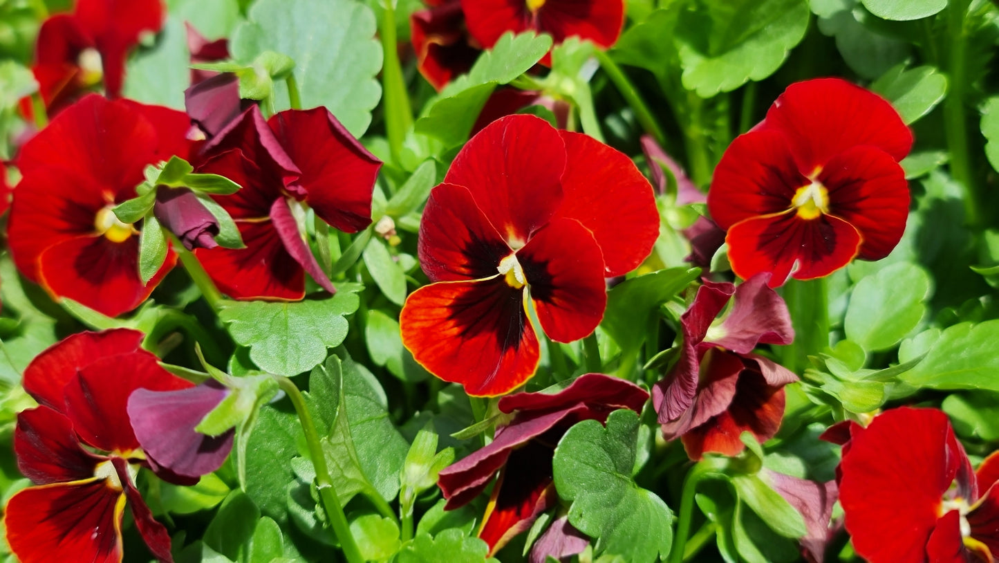 50 RED & BROWN PANSY Swiss Giant Violet Viola Wittrockiana Flower Seeds