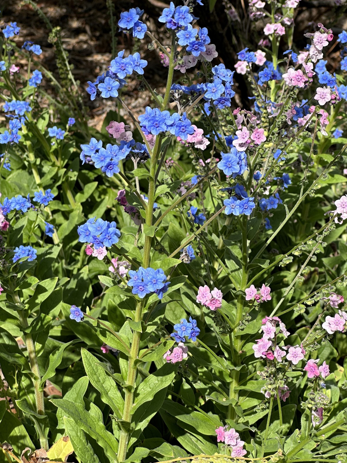 500 Blue Chinese FORGET ME NOT (Hounds Tongue) Cynoglossum Amabile Flower Seeds