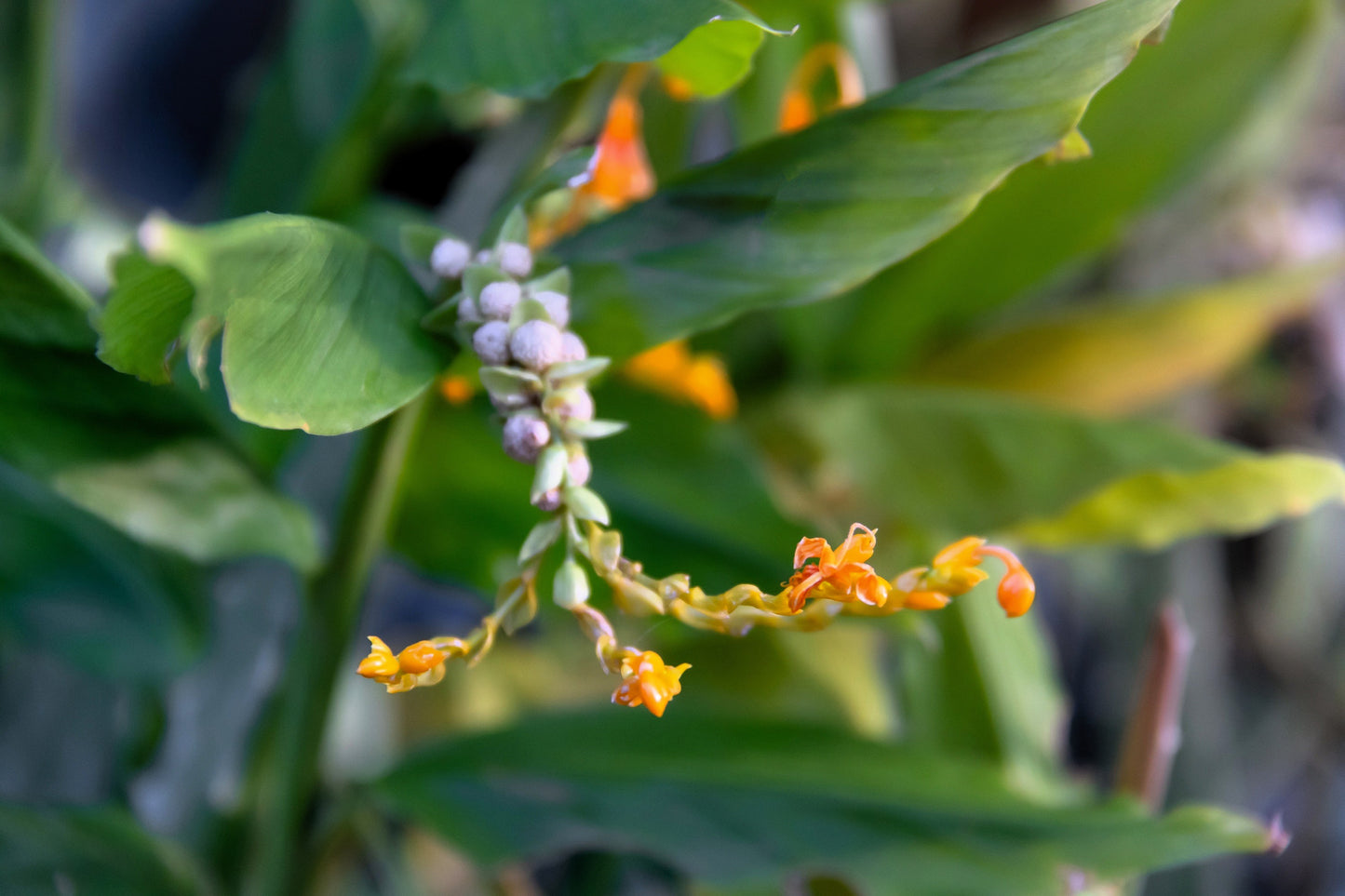 10 DANCING GIRL GINGER Globba Schomburgkii Yellow Fairy Ginger Houseplant Shade Flower Seeds