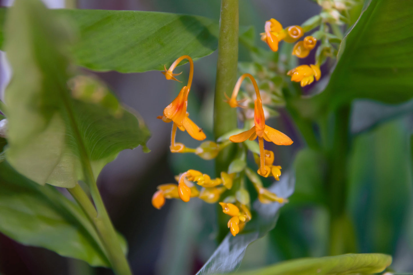 10 DANCING GIRL GINGER Globba Schomburgkii Yellow Fairy Ginger Houseplant Shade Flower Seeds
