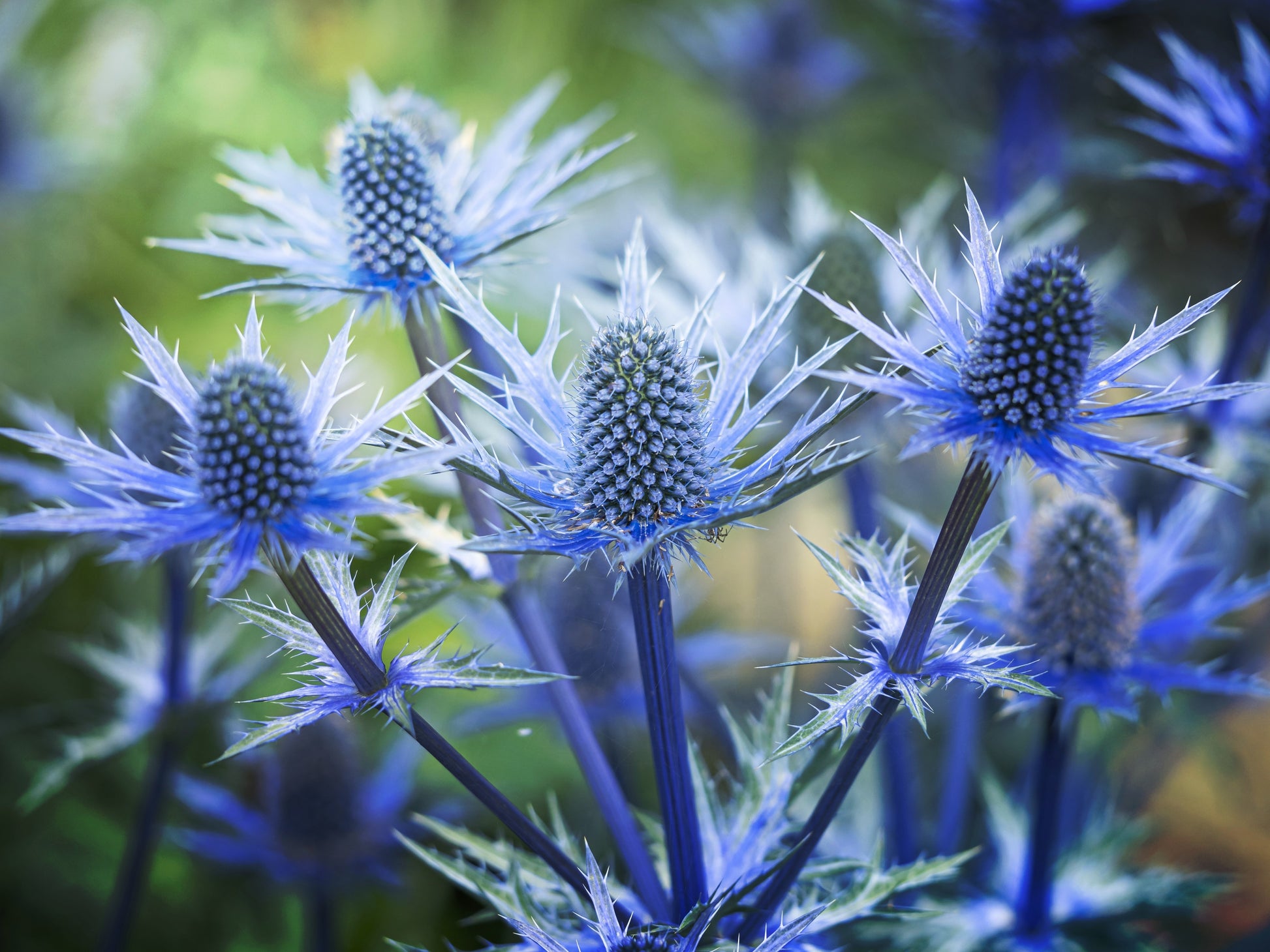 planting sea holly seeds 25 BLUE Star SEA HOLLY Eryngium Alpinum Flower Seeds