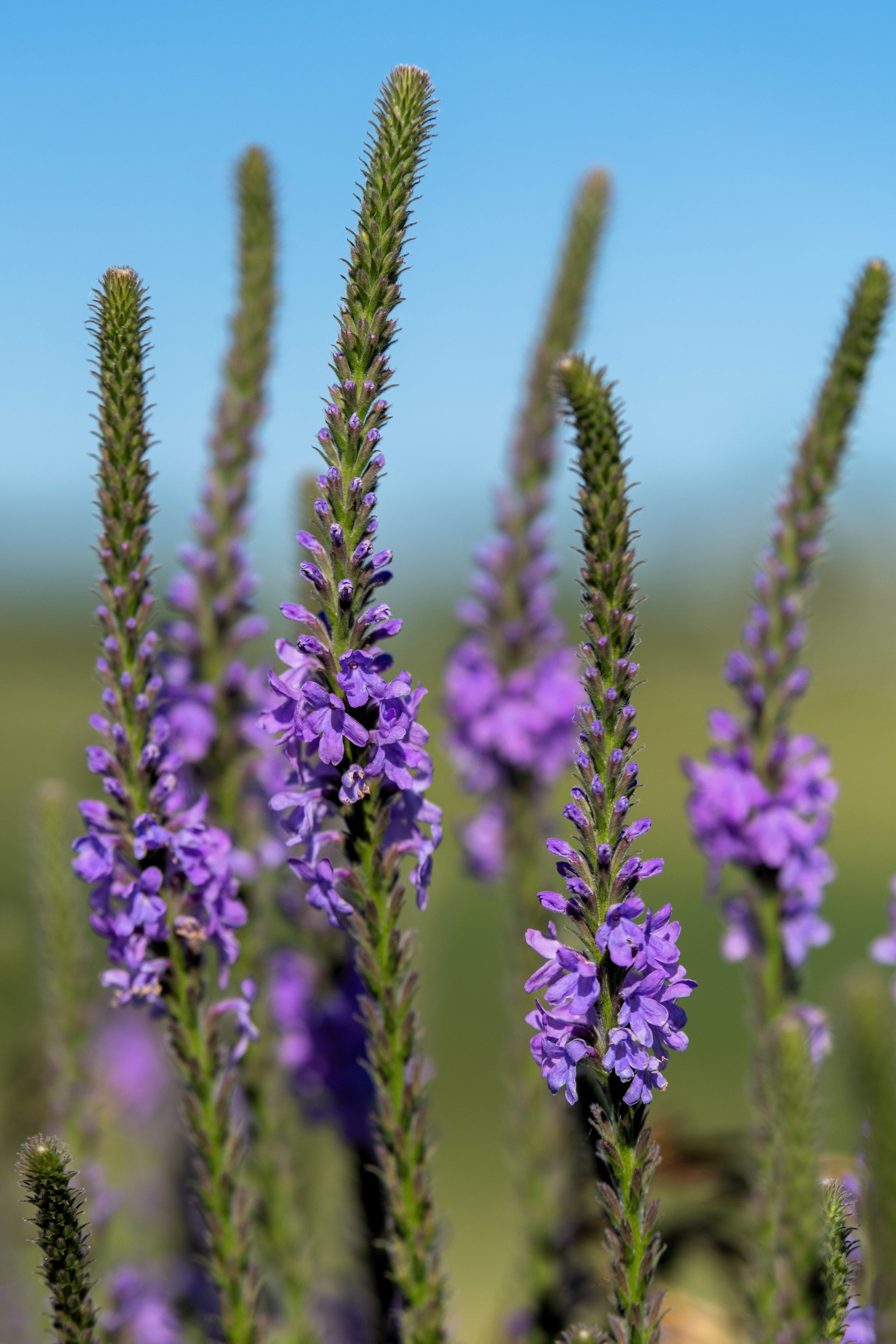 500 Purple HOARY VERVAIN Verbena Stricta Flower Seeds – Seedville USA