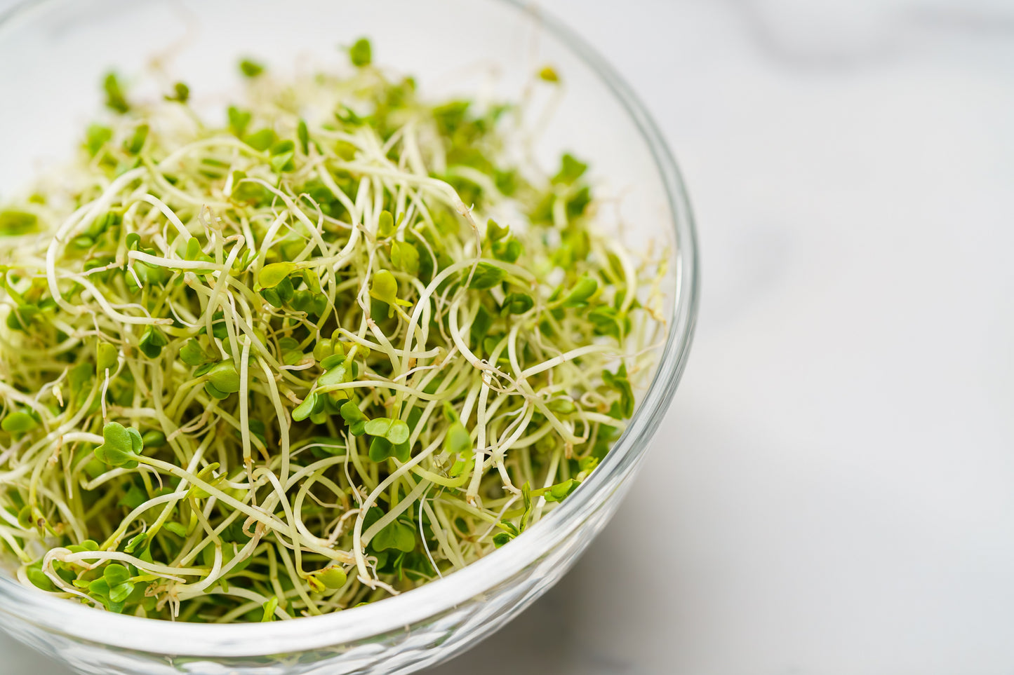 1000 Organic DE CICCO BROCCOLI Di Cicco Brassica Oleracea Capitata Vegetable Seeds