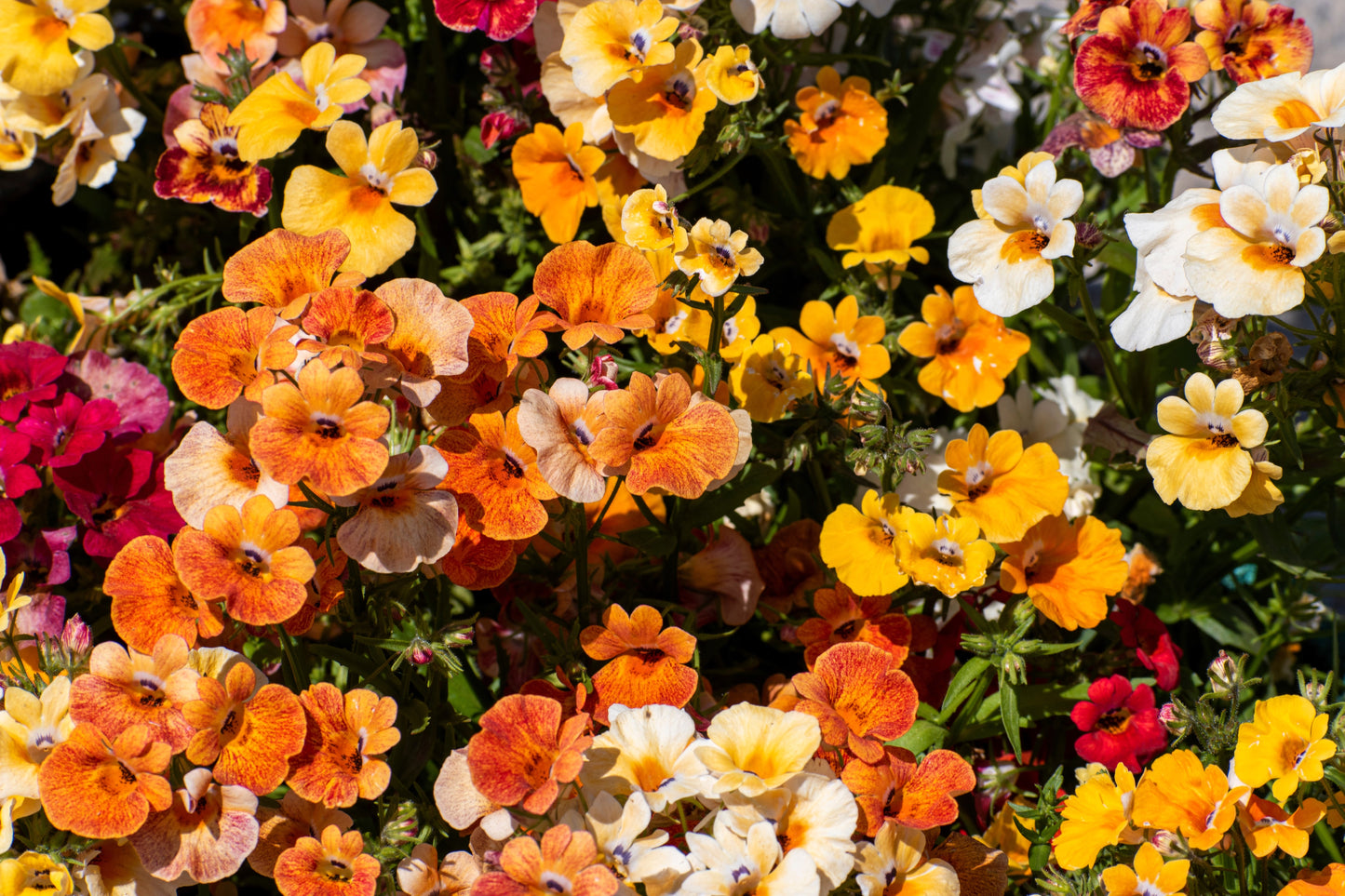 50 CARNIVAL MIX NEMESIA Strumosa Mixed Colors Flower Seeds