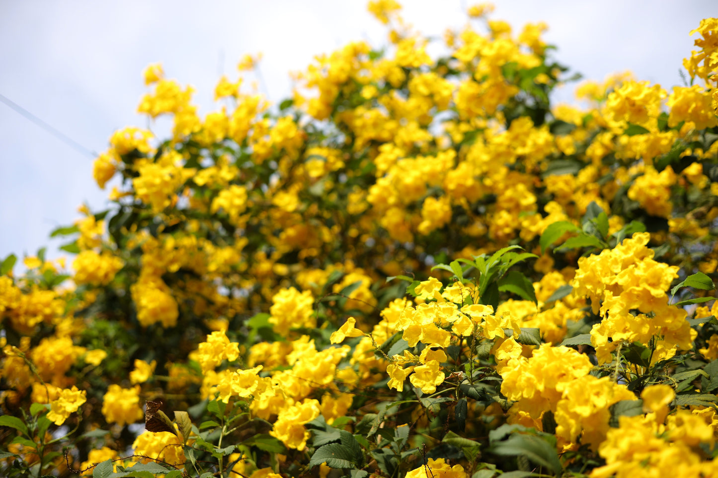 10 TECOMA STANS (Yellow Trumpetbush / Yellow Bells / Yellow Elder / Esperanza) Flower Shrub Bush Seeds