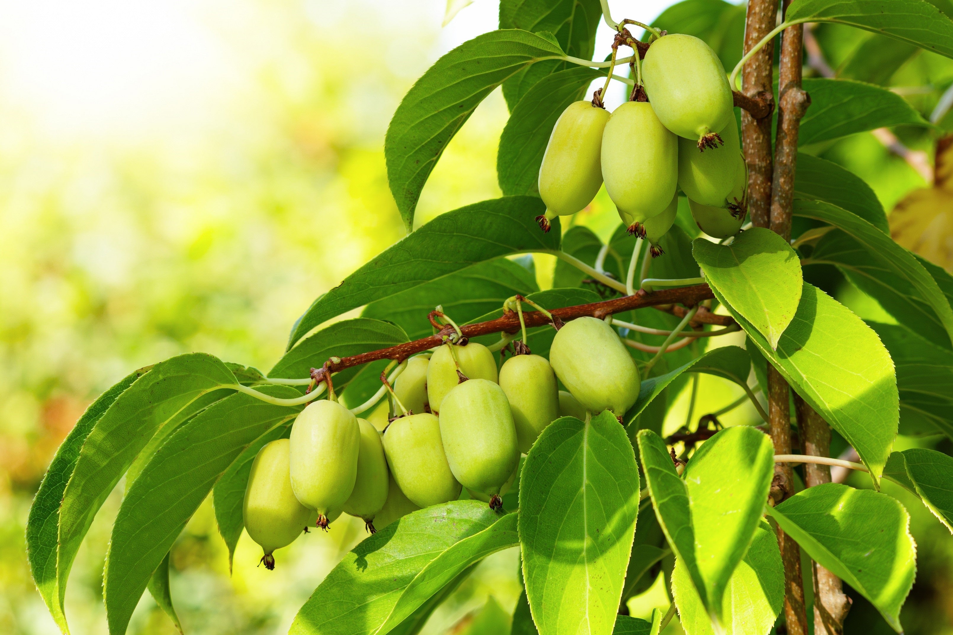 20 Variegated ARCTIC BEAUTY KIWI Fruit Edible Actinidia Kolomikta