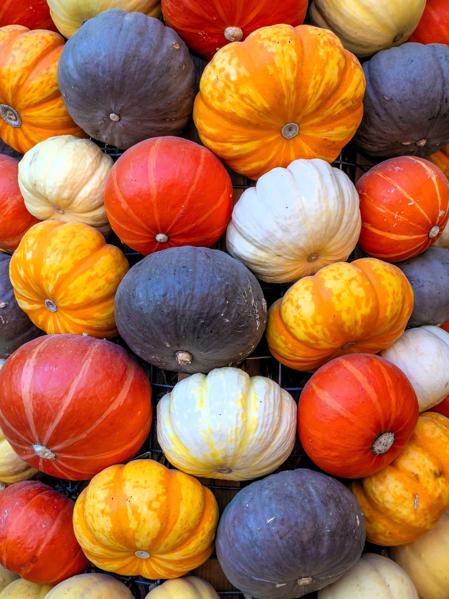 20 MINI MIX PUMPKIN Miniature Cucurbita Pepo White Green Orange Striped Vegetable Seeds