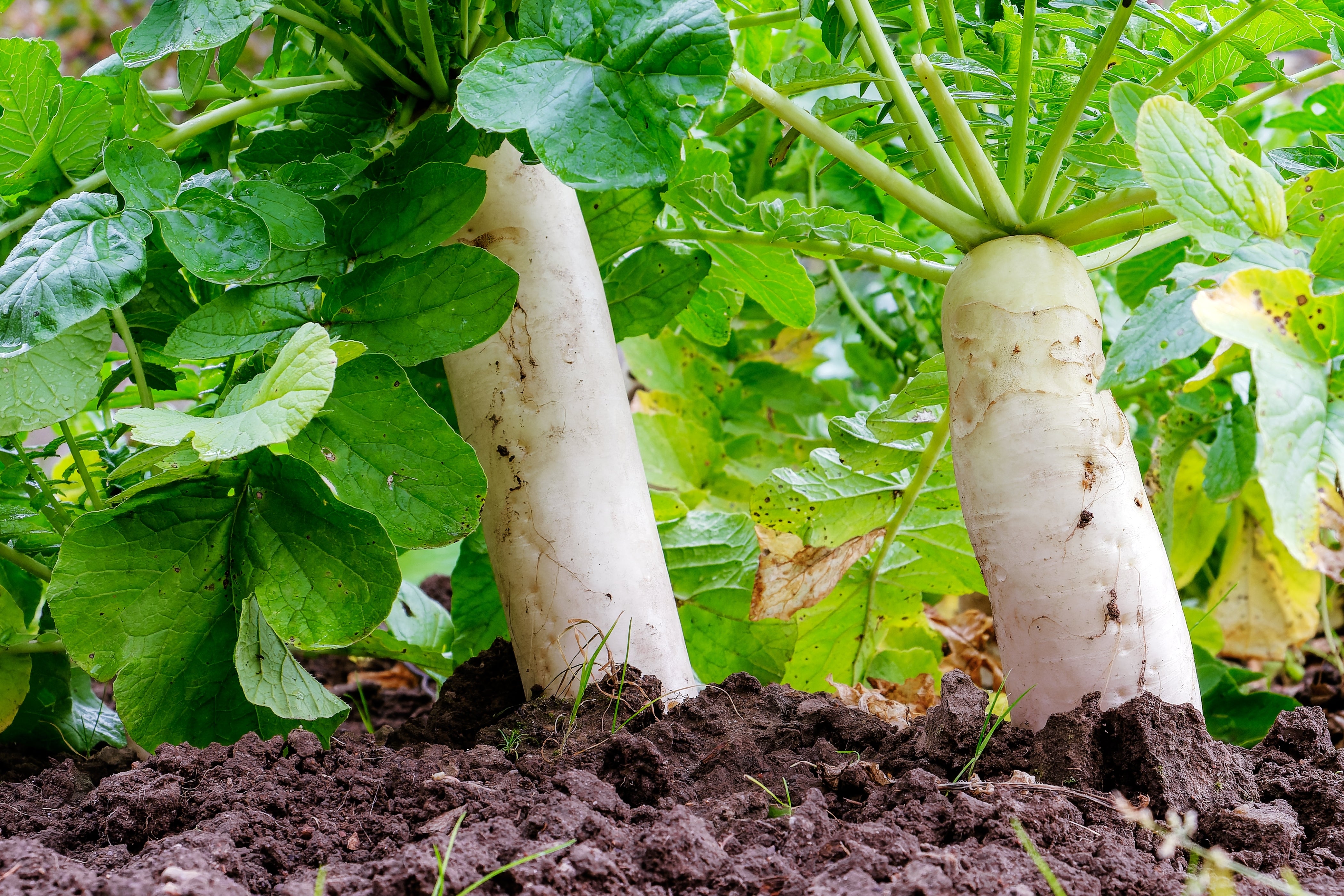 500 JAPANESE MINOWASE RADISH Huge Daikon White Raphanus Sativus