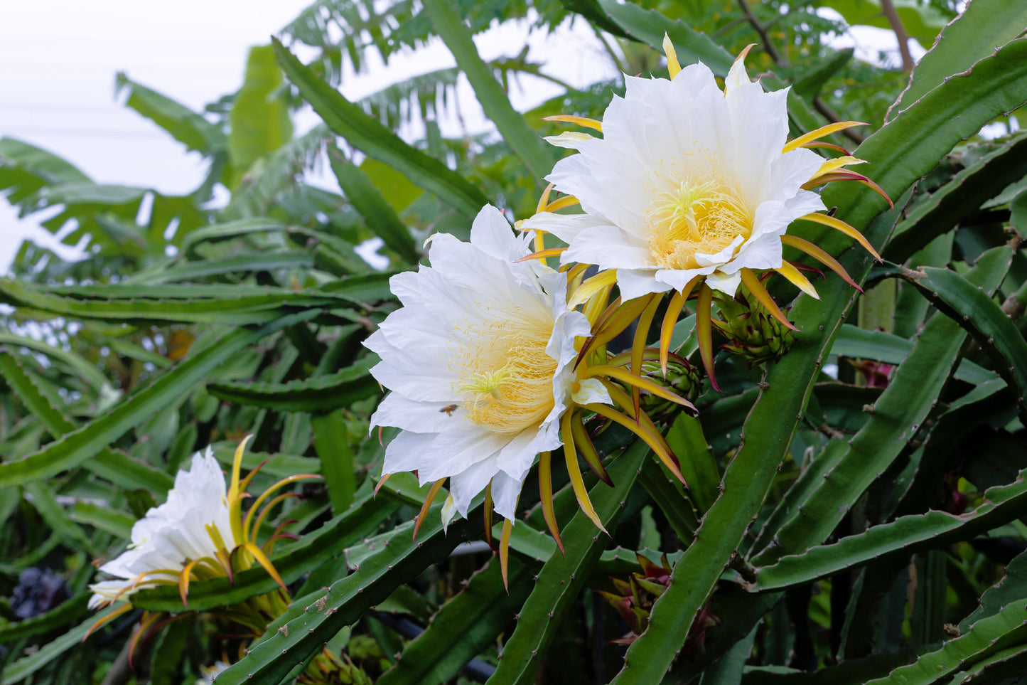 20 WHITE DRAGON FRUIT (Pitaya / Pitahaya / Strawberry Pear) Hylocereus Undatus Cactus Seeds