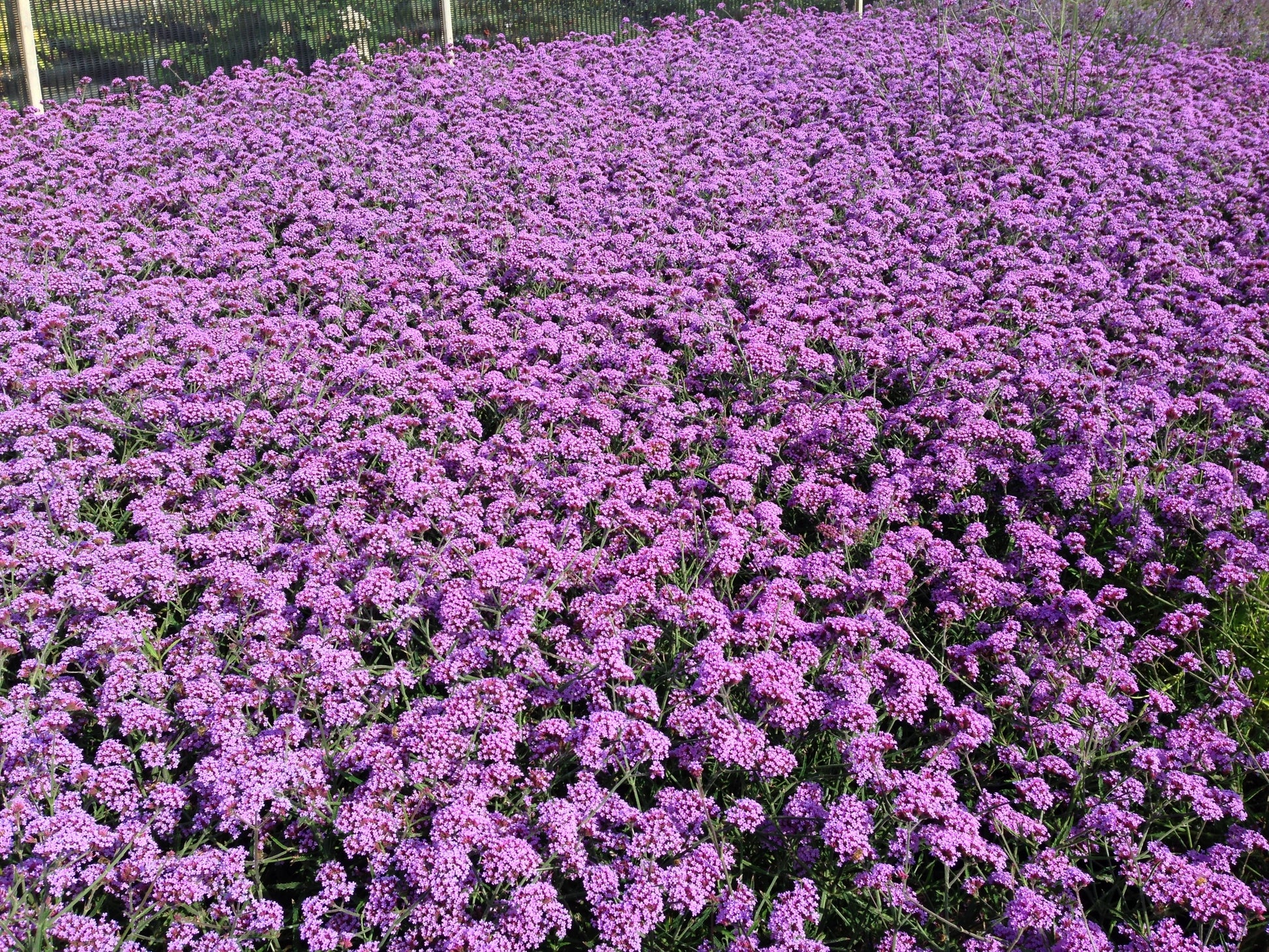 buenos aires plants 150 BUENOS AIRES VERBENA Brazilian Purple Bonariensis Patagonica Flower Seeds