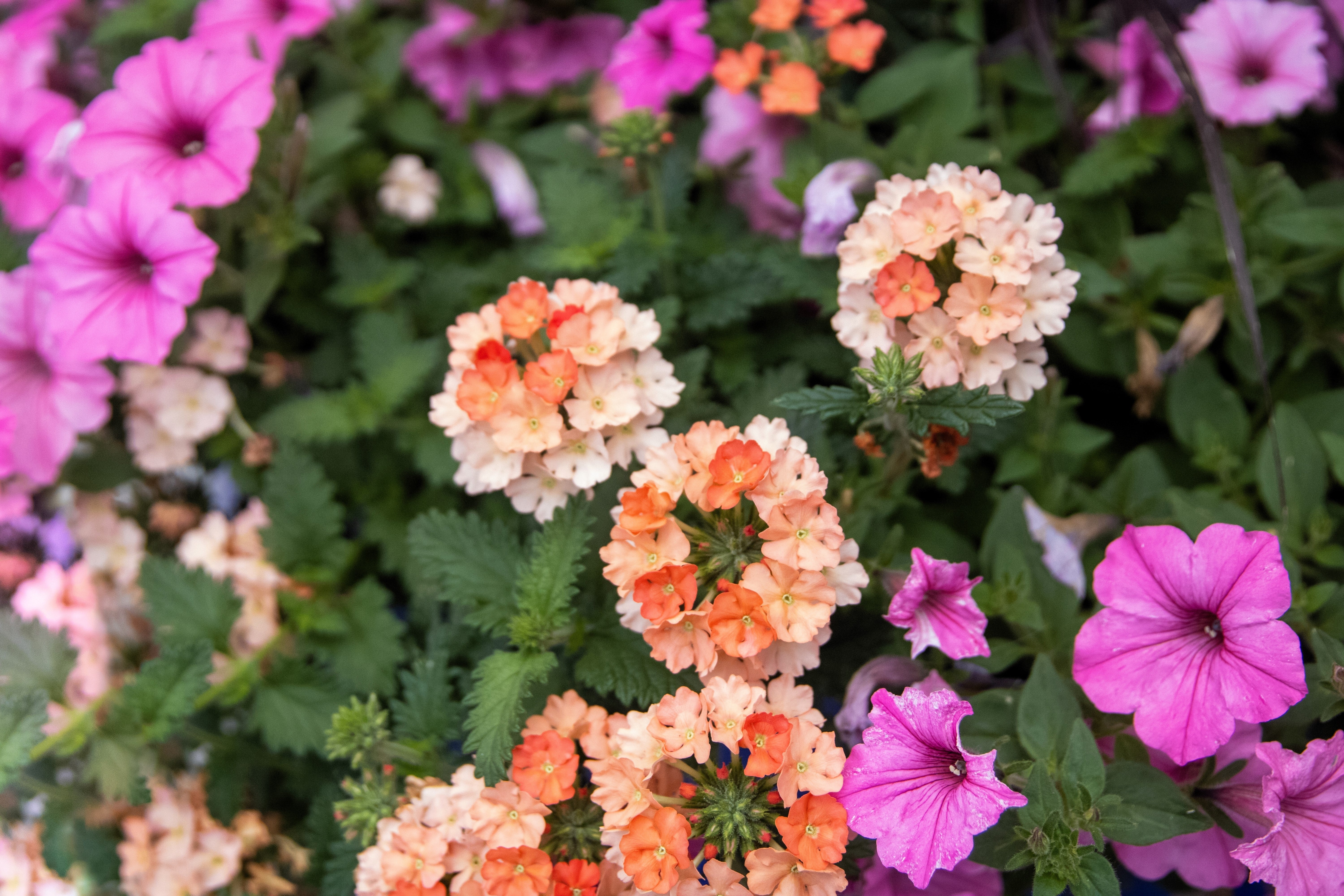 50 Dwarf APRICOT VERBENA Nana Compacta Fragrant Butterfly Flower