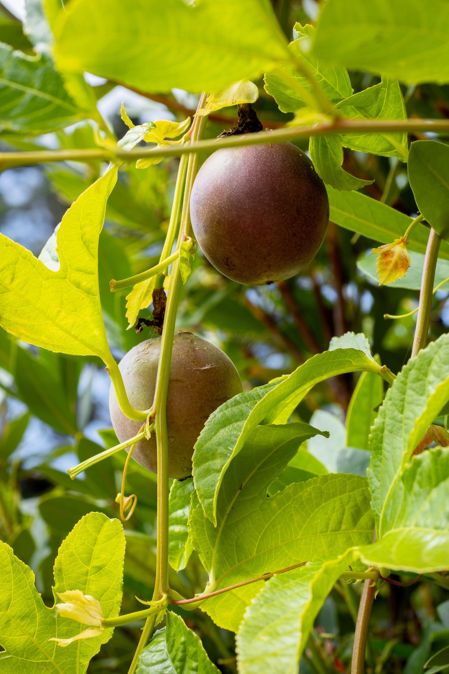 20 PURPLE PASSION FRUIT Passionflower Granadilla Passiflora Edulis Flower Vine Seeds