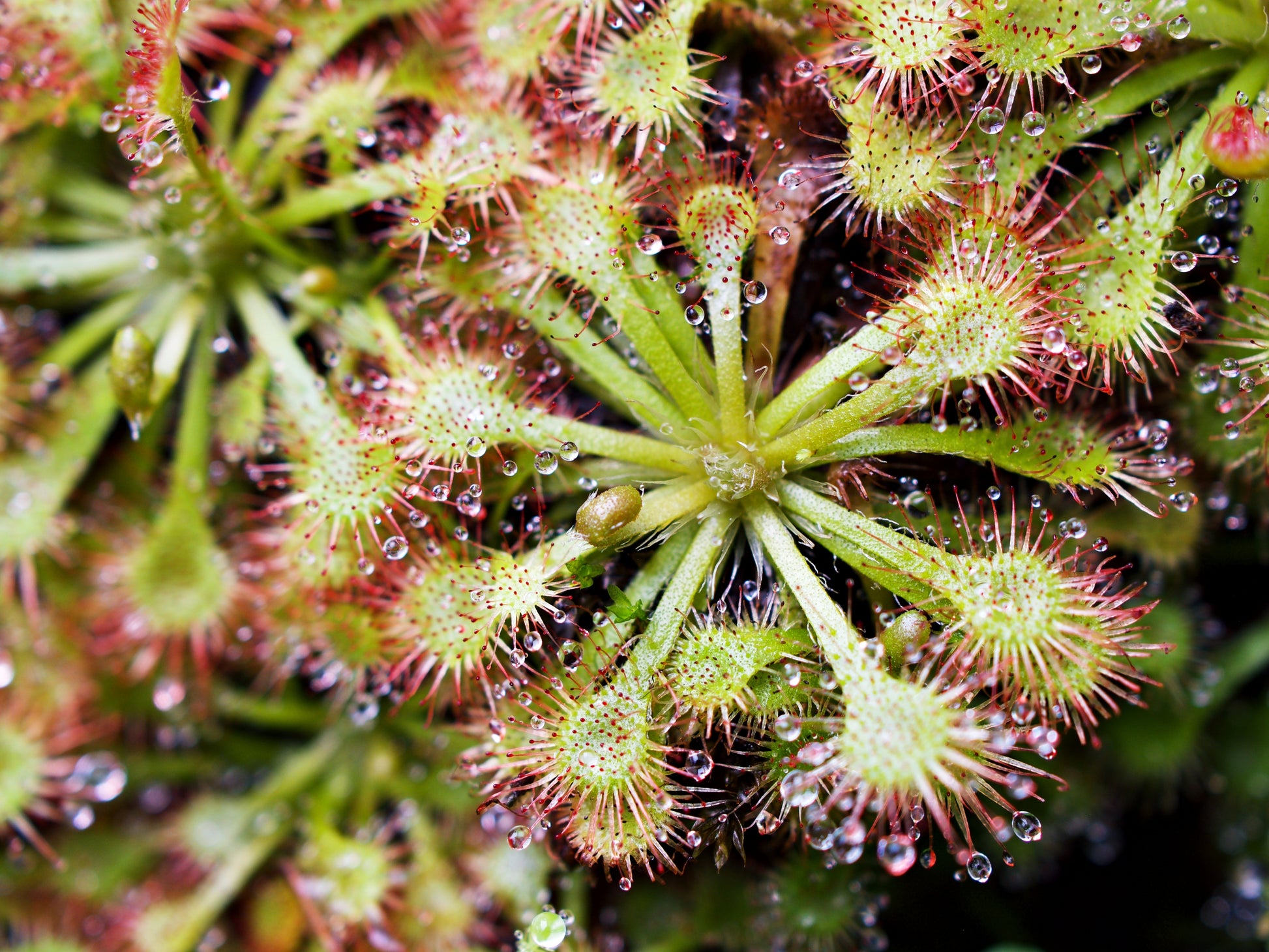 sundew plant seeds 10 CARNIVOROUS SUNDEW PLANT Drosera Flower Seeds