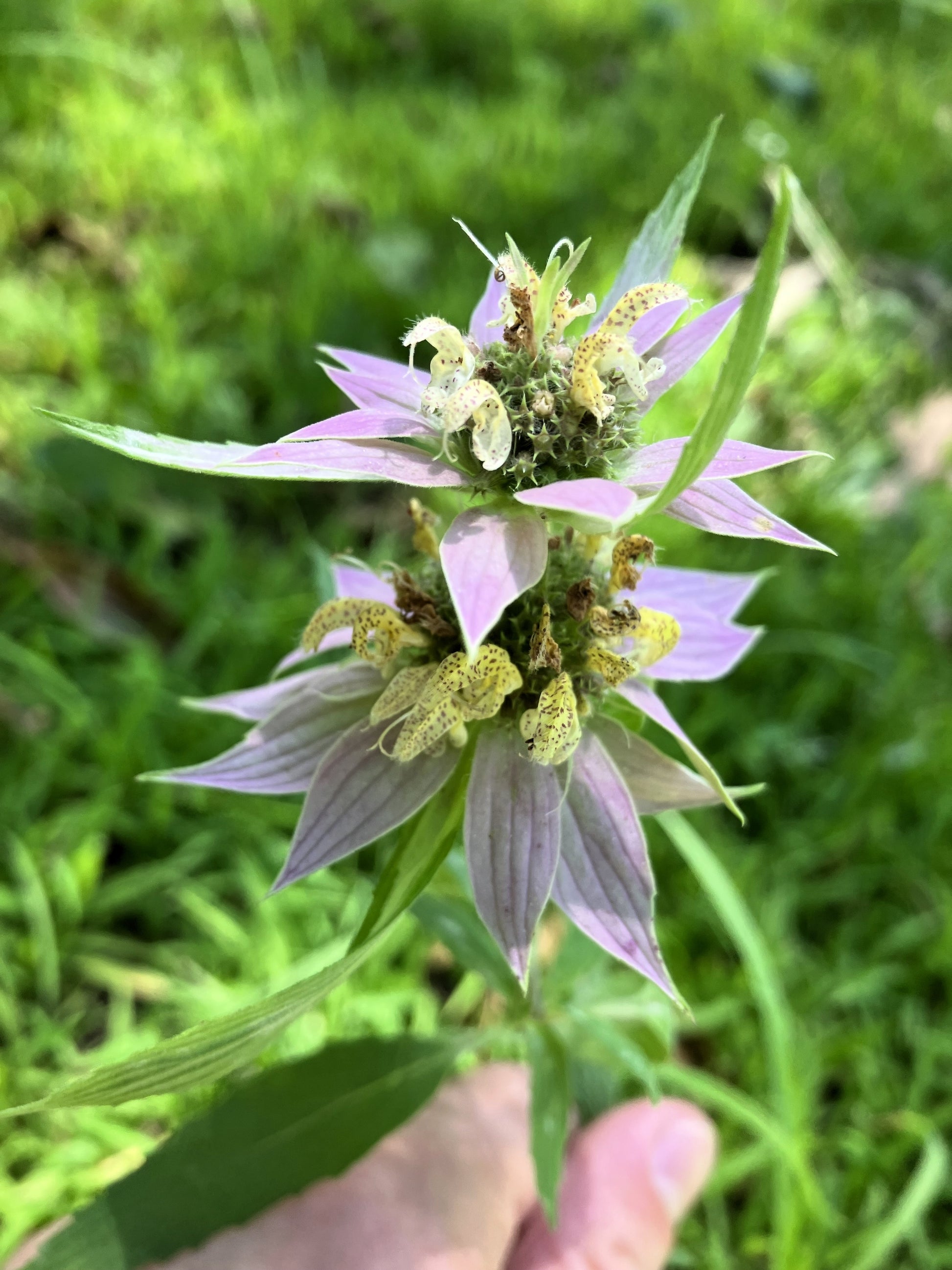 bee balm flower seeds 100 SPOTTED BEE BALM Monarda Punctata Flower Herb Horesemint Dotted Mint Seeds