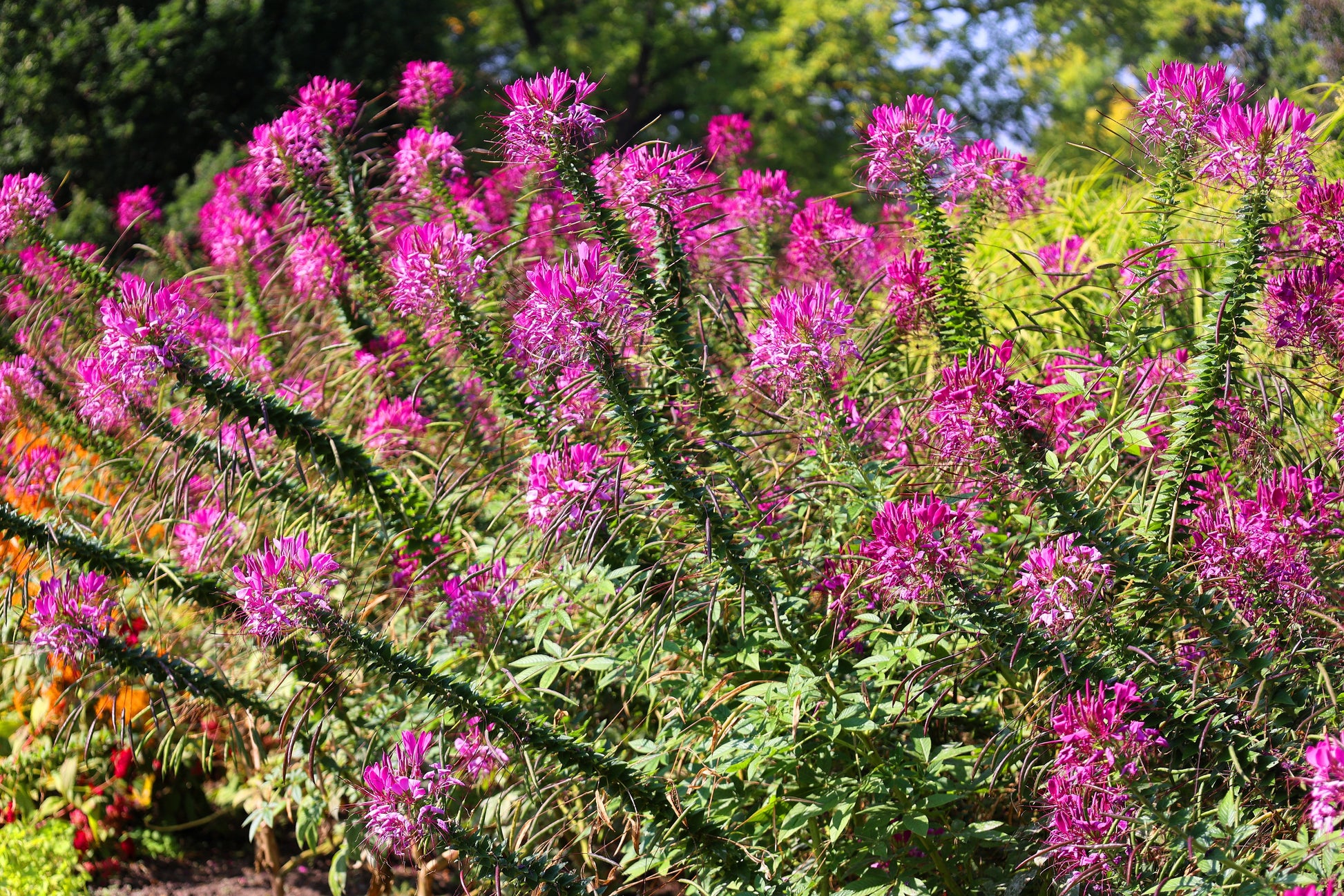 purple queen spider plant 200 MAUVE QUEEN CLEOME Spinosa Hassleriana Purple Pink Spider Flower S – Seedville USA
