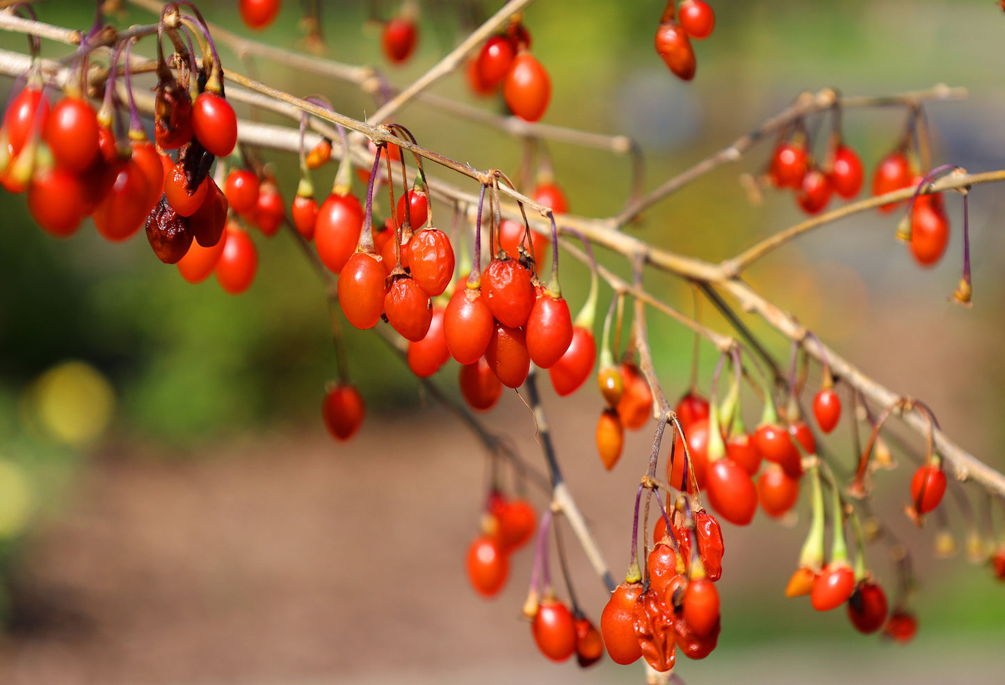 100 HIMALAYAN Tibetan GOJI BERRY Fruit Wolfberry Bush Lycium Barbarum Seeds