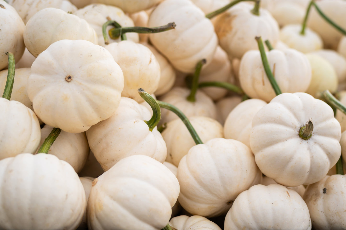 20 MINI MIX PUMPKIN Miniature Cucurbita Pepo White Green Orange Striped Vegetable Seeds